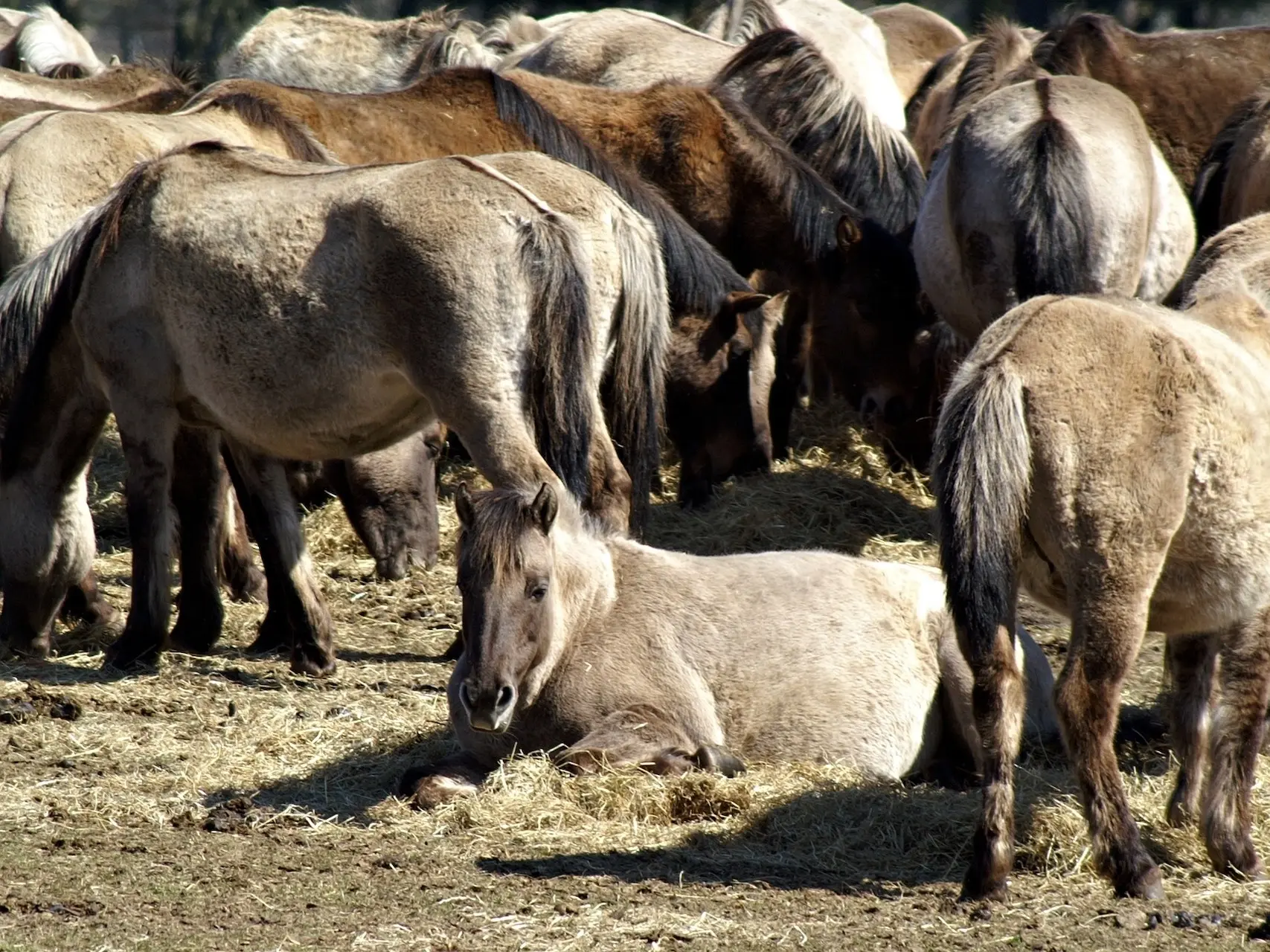 Grullo horse