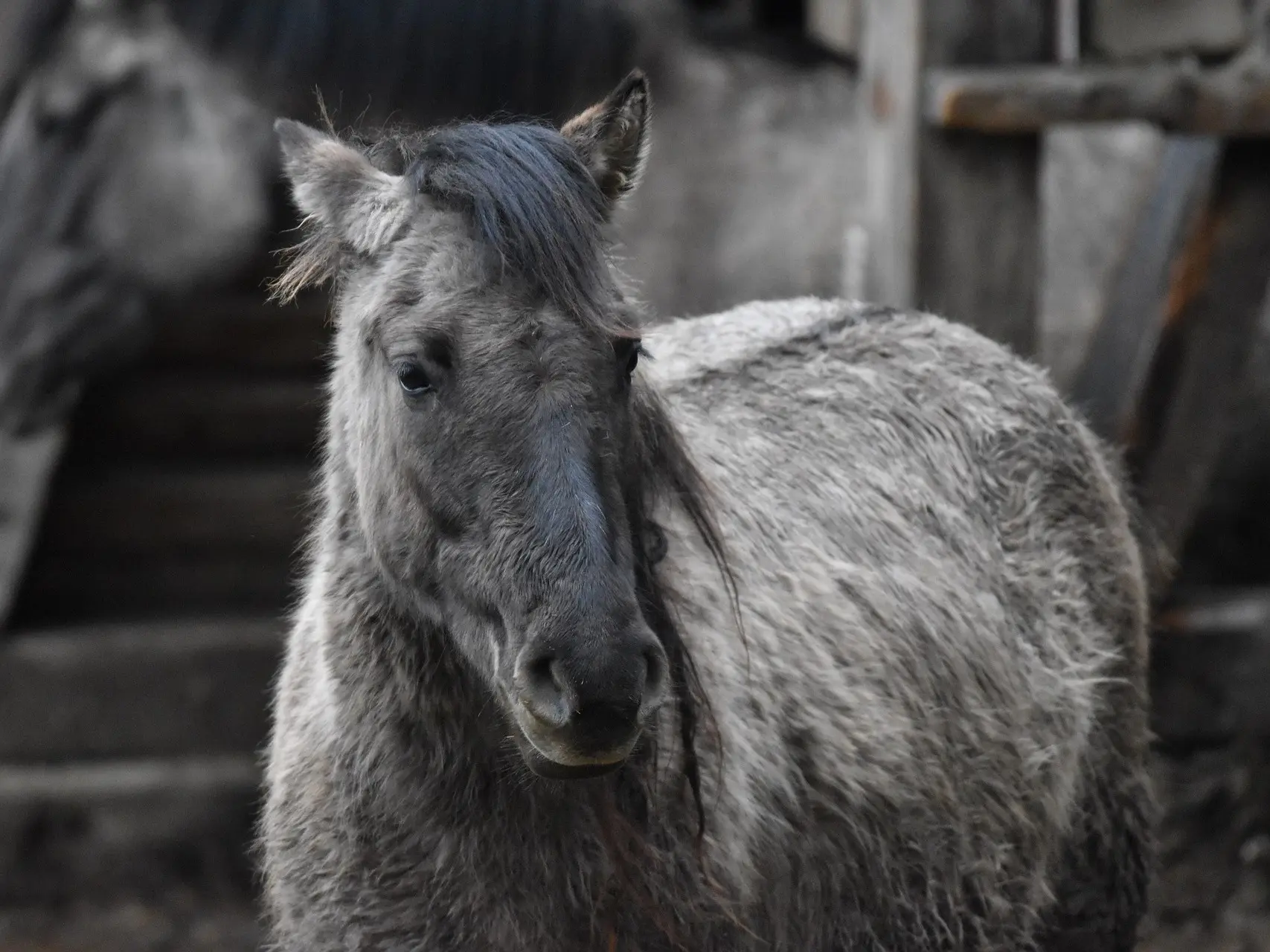 Grullo horse