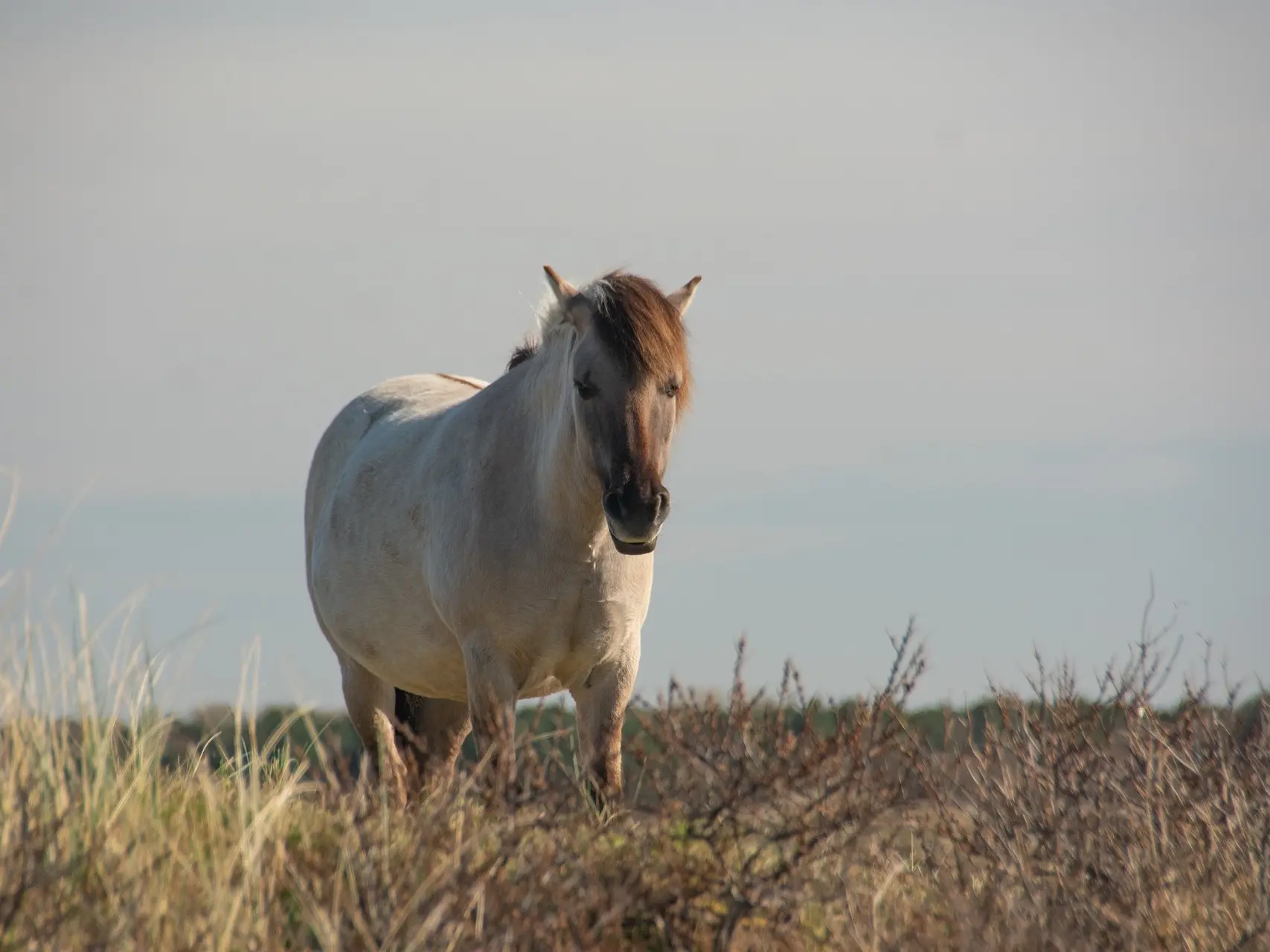 Grullo horse