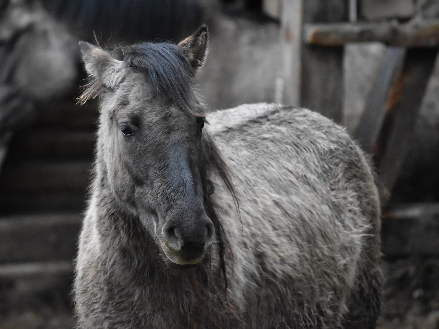 Grullo horse