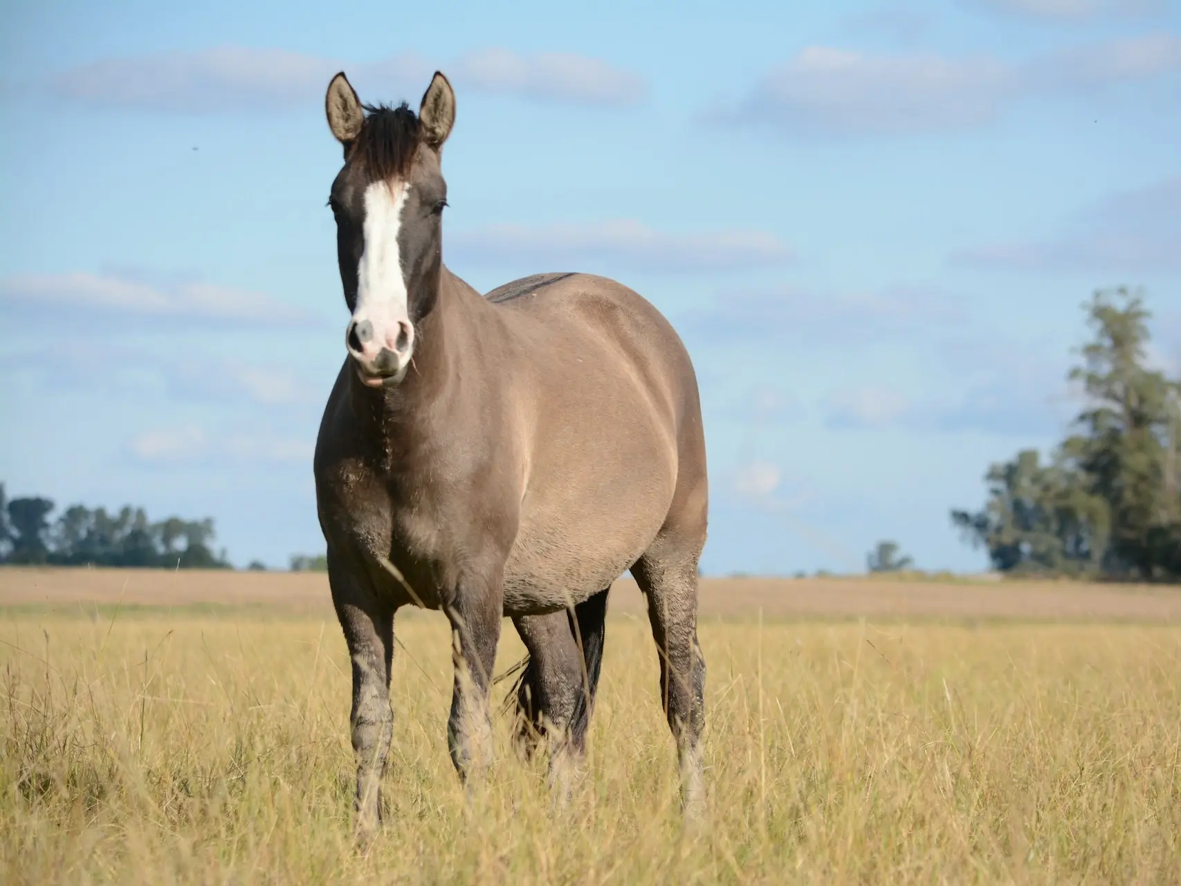 Grullo horse