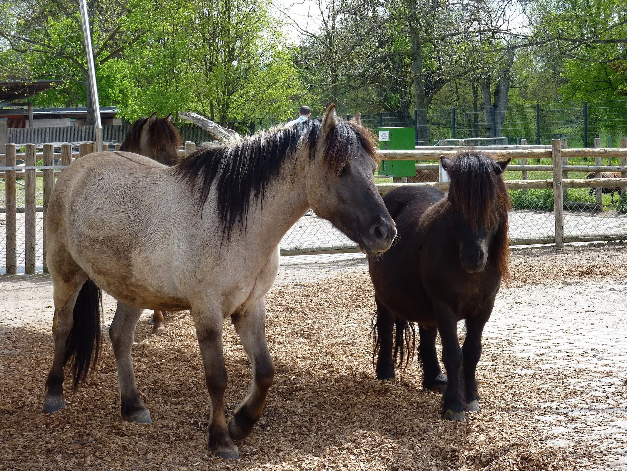 Grullo horse