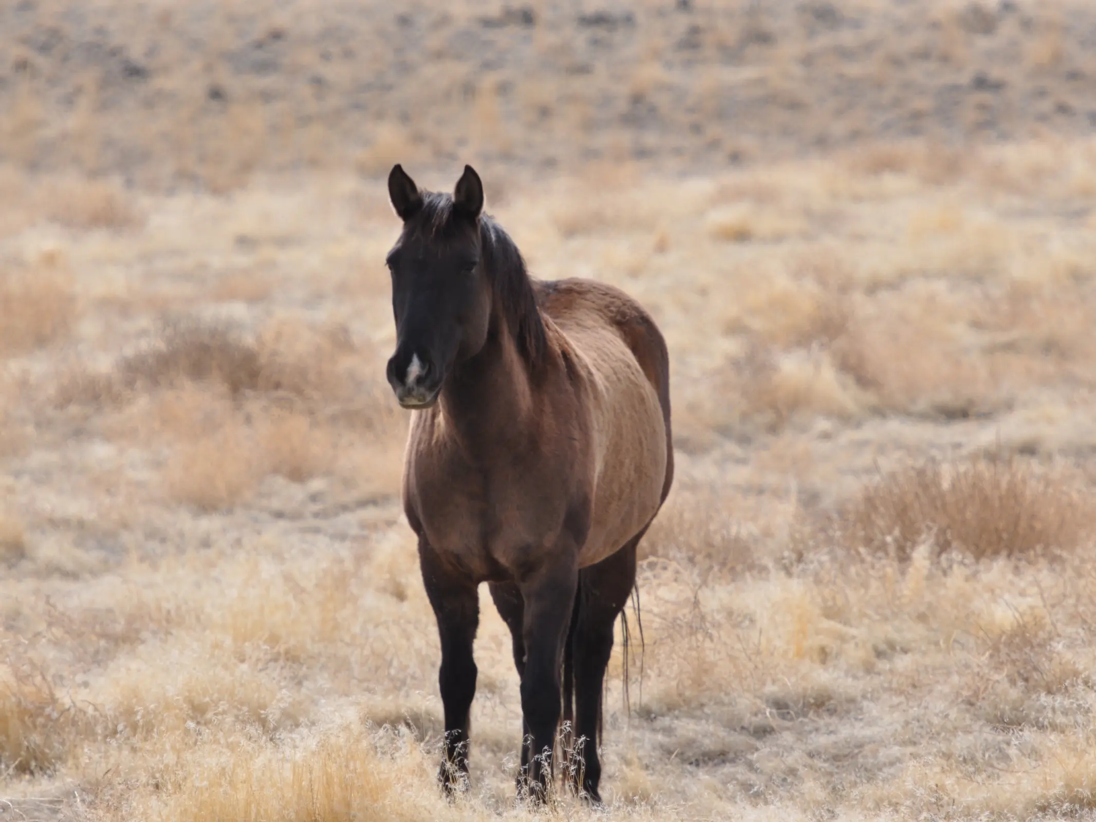 Grullo horse