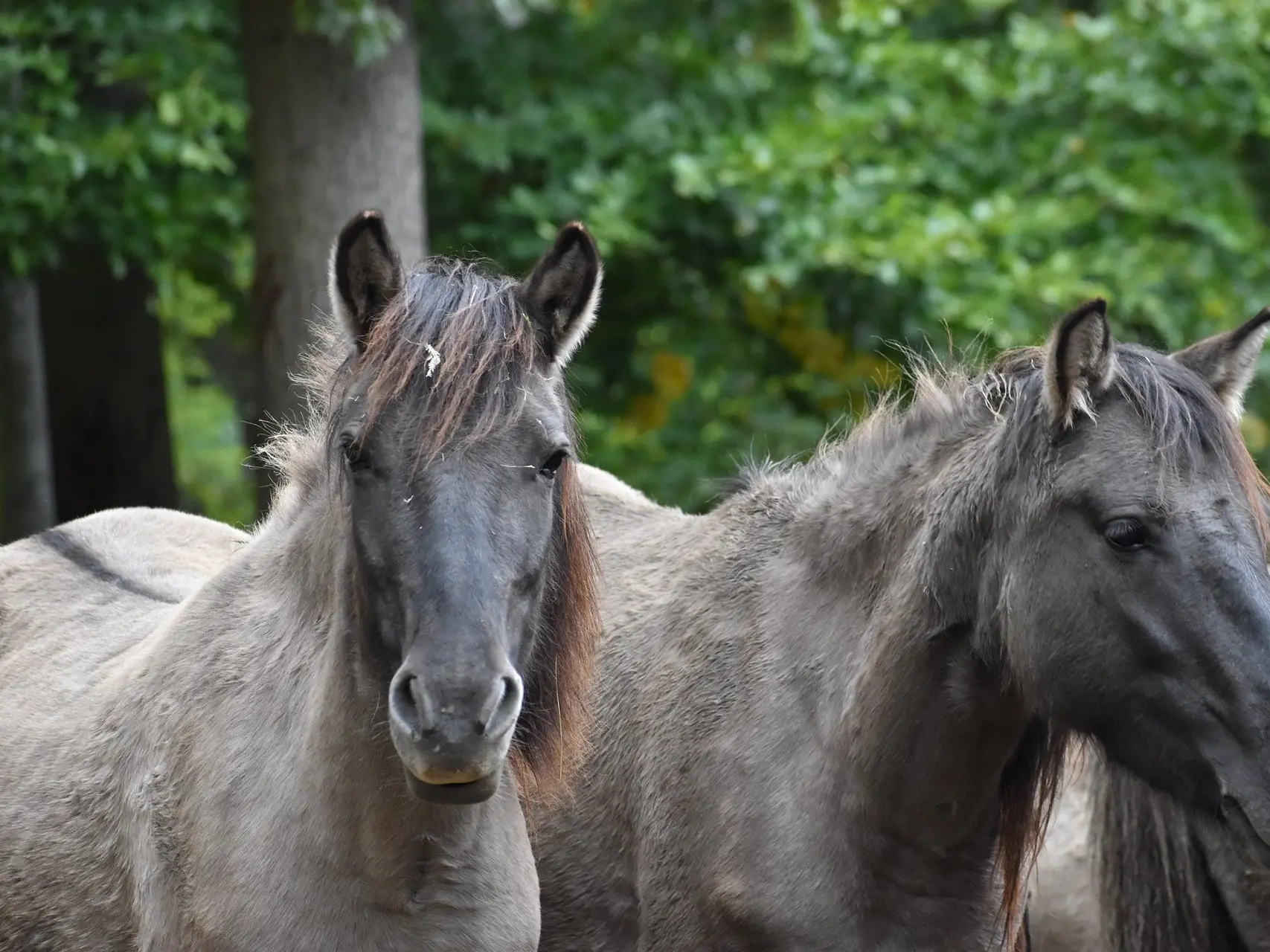 Grullo horse