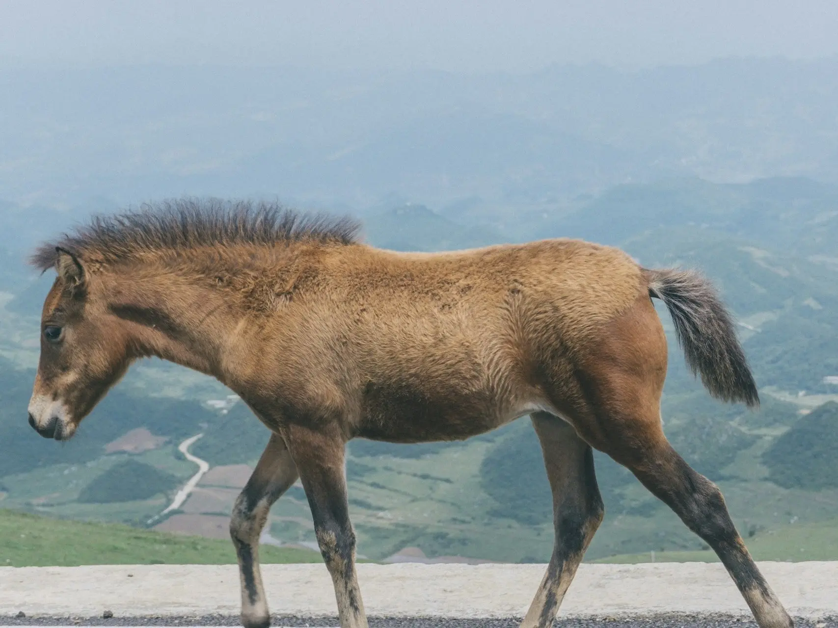 Guizhou Pony