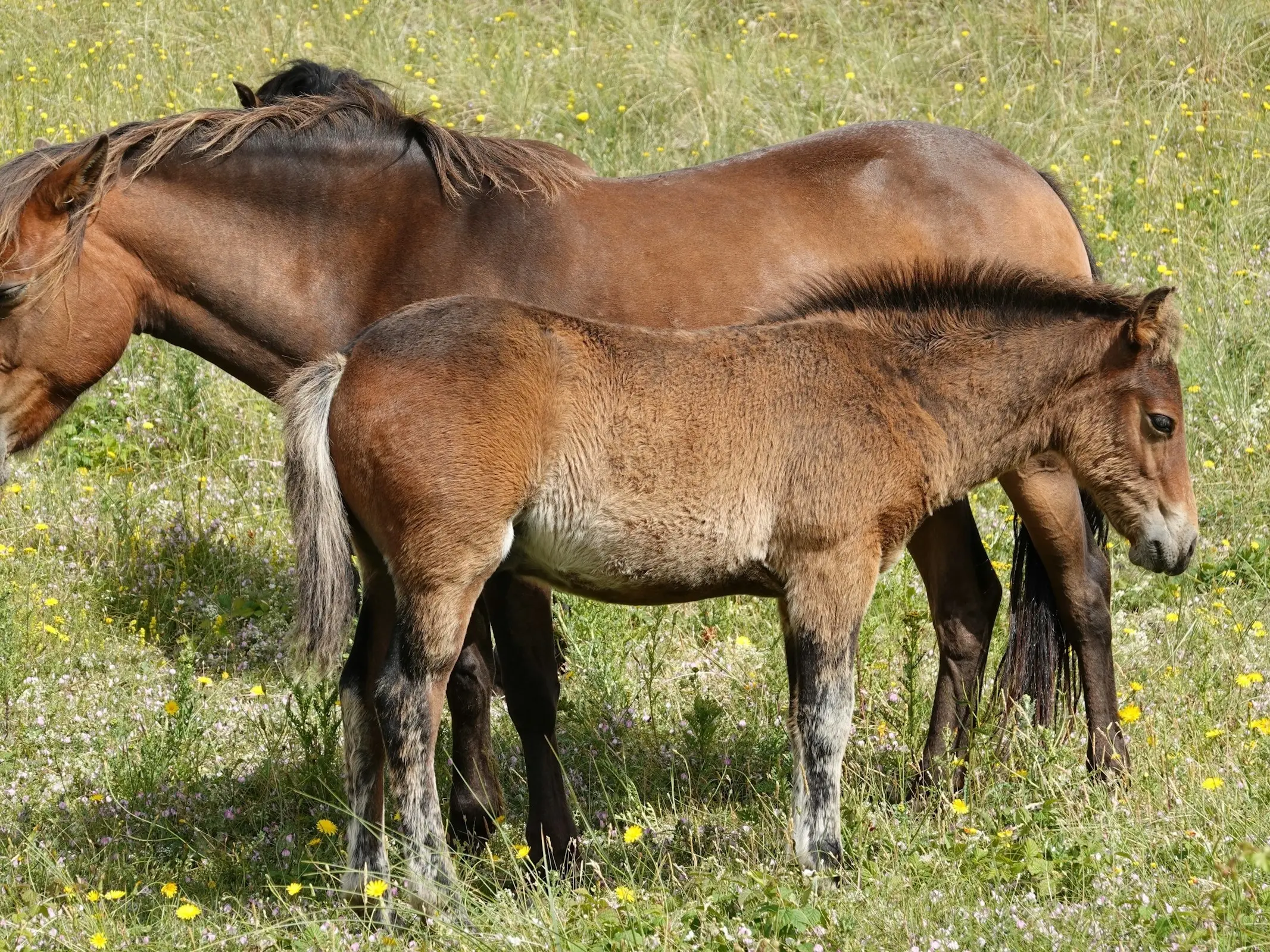 Horse with gulastra plume