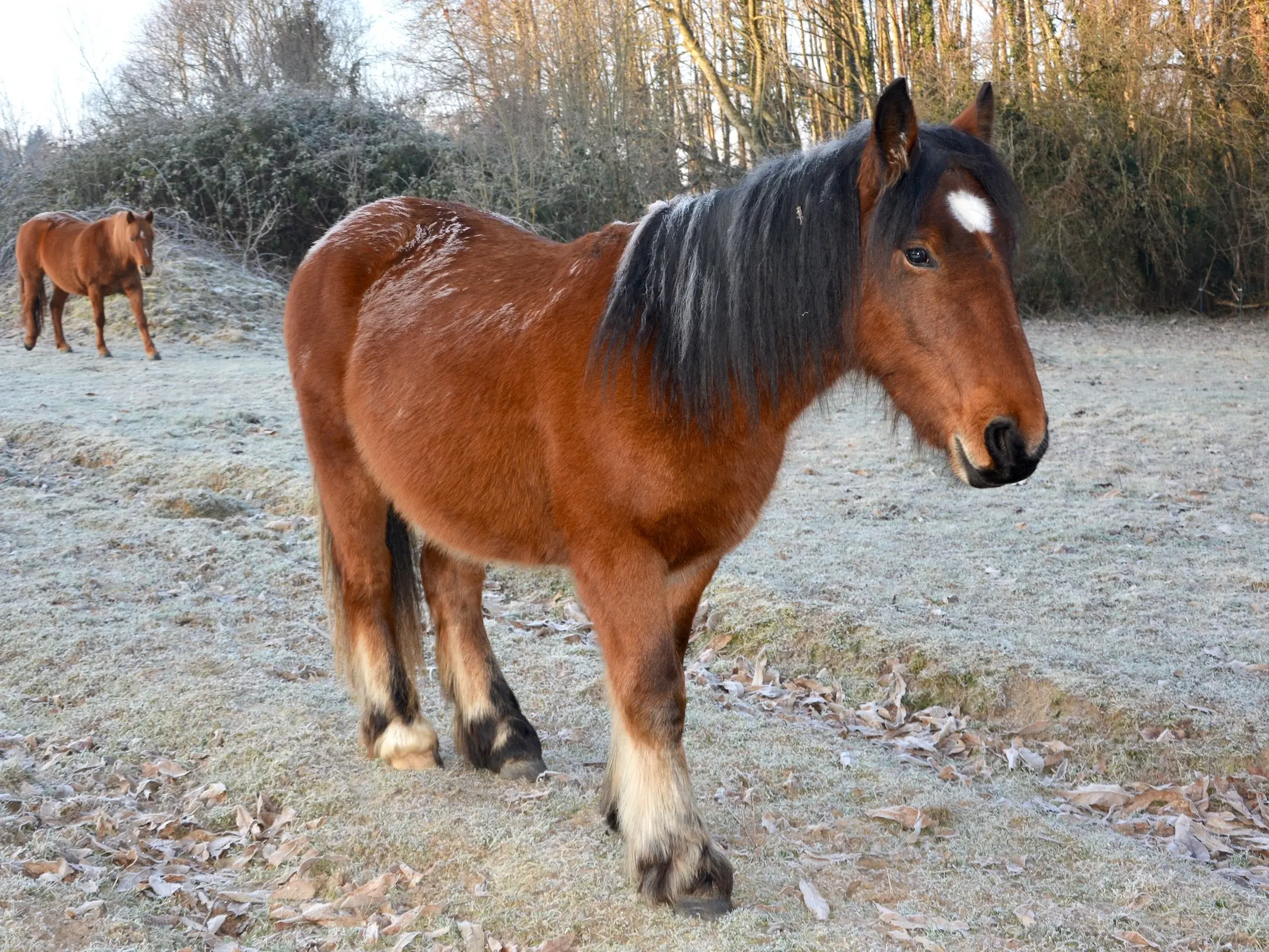 Horse with gulastra plume