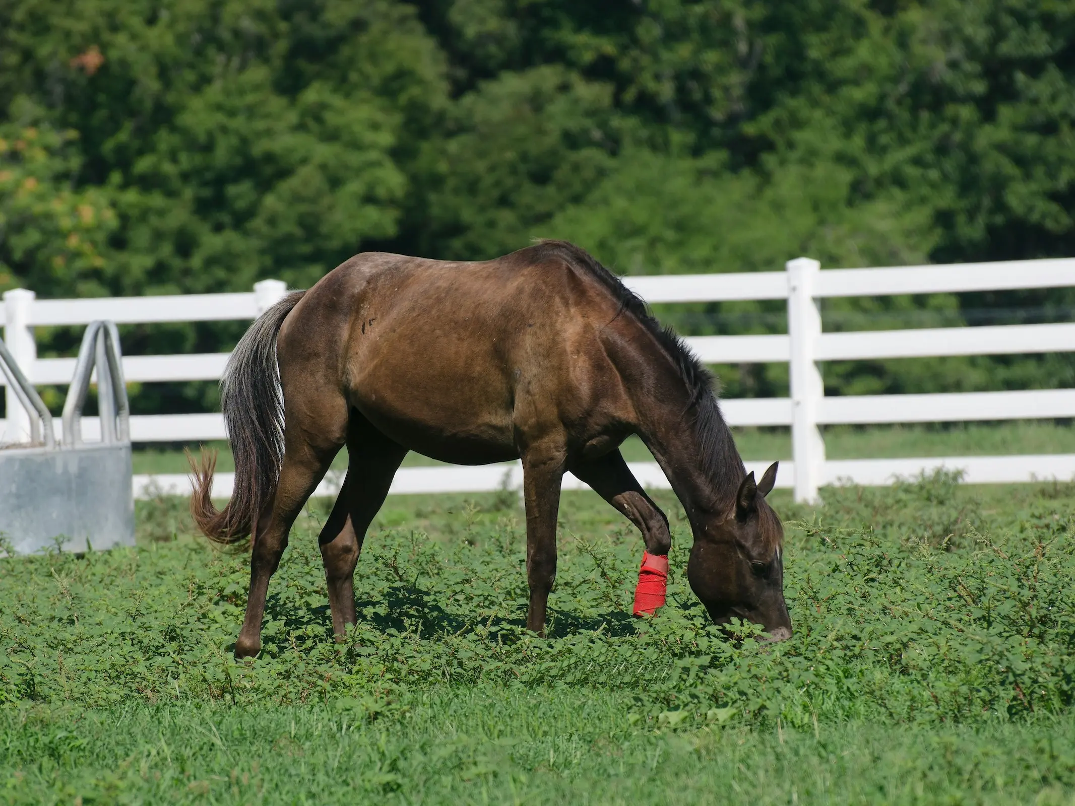 Horse with gulastra plume