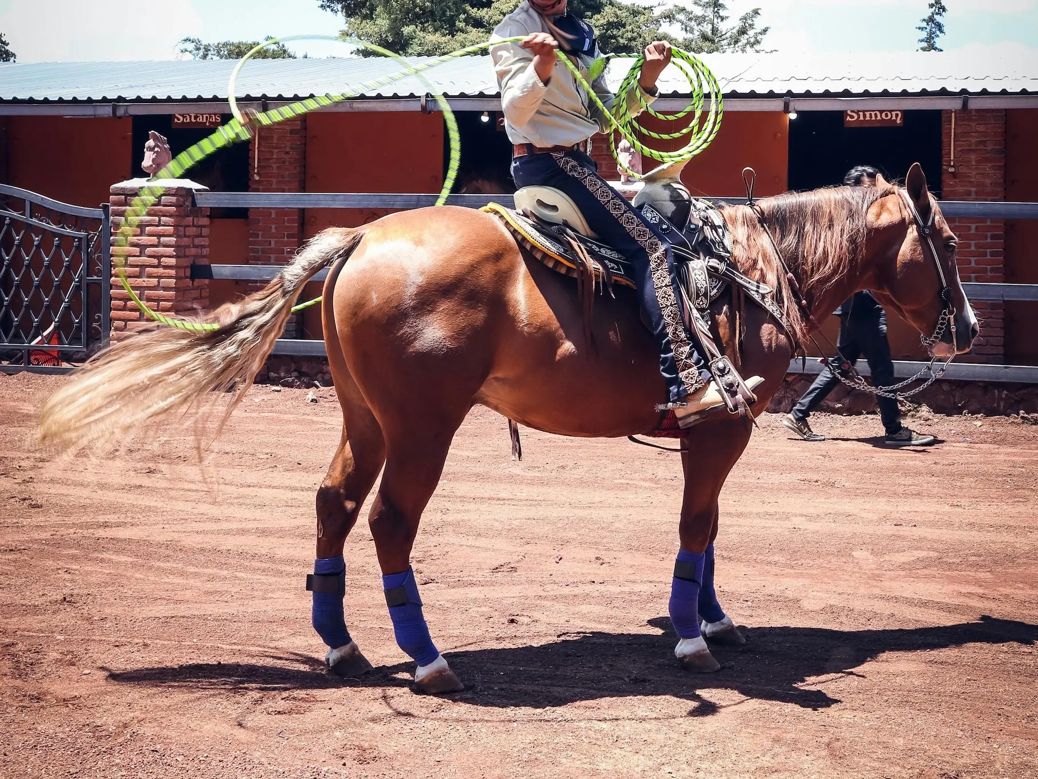 Horse with gulastra plume