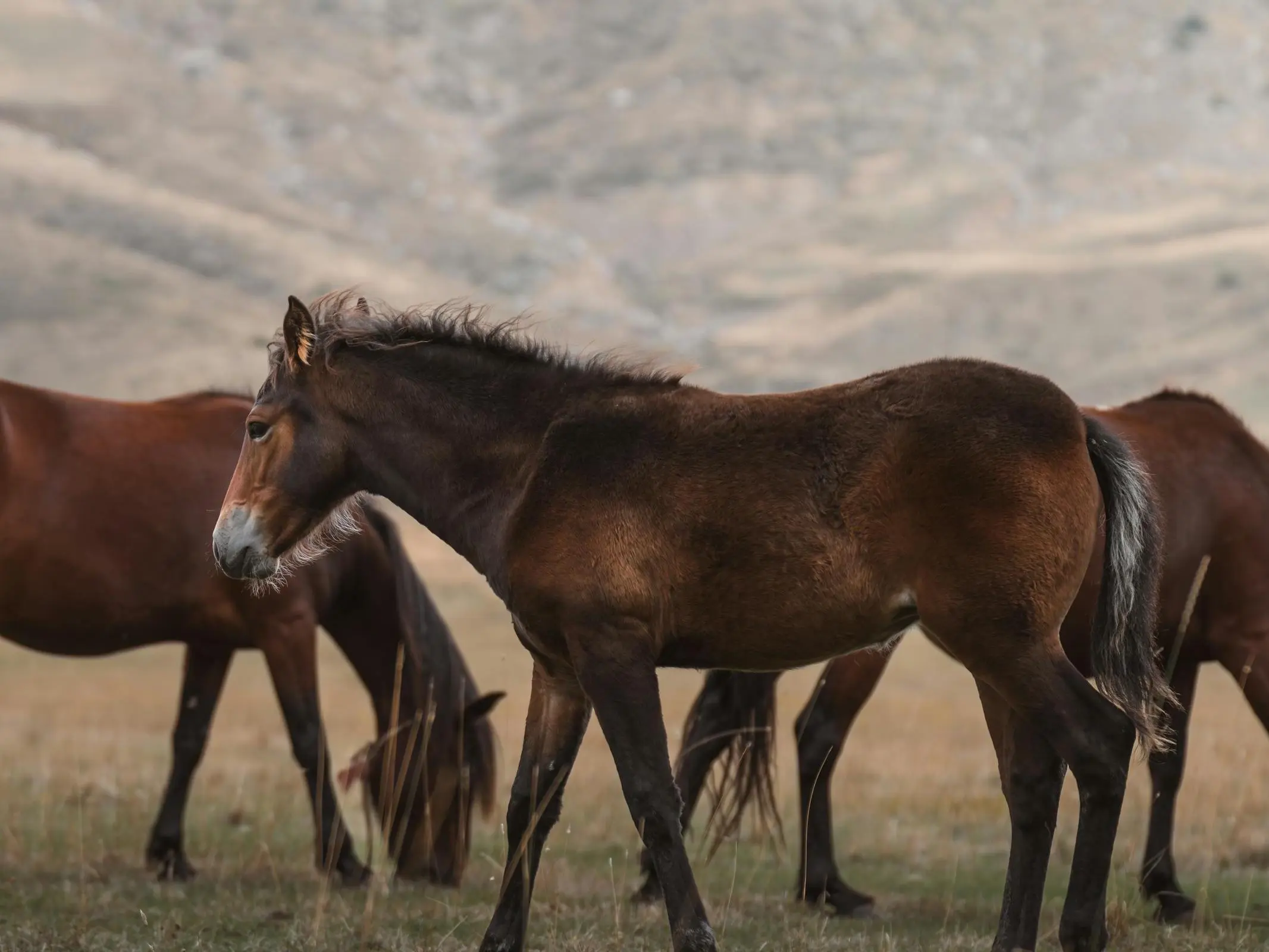 Horse with gulastra plume