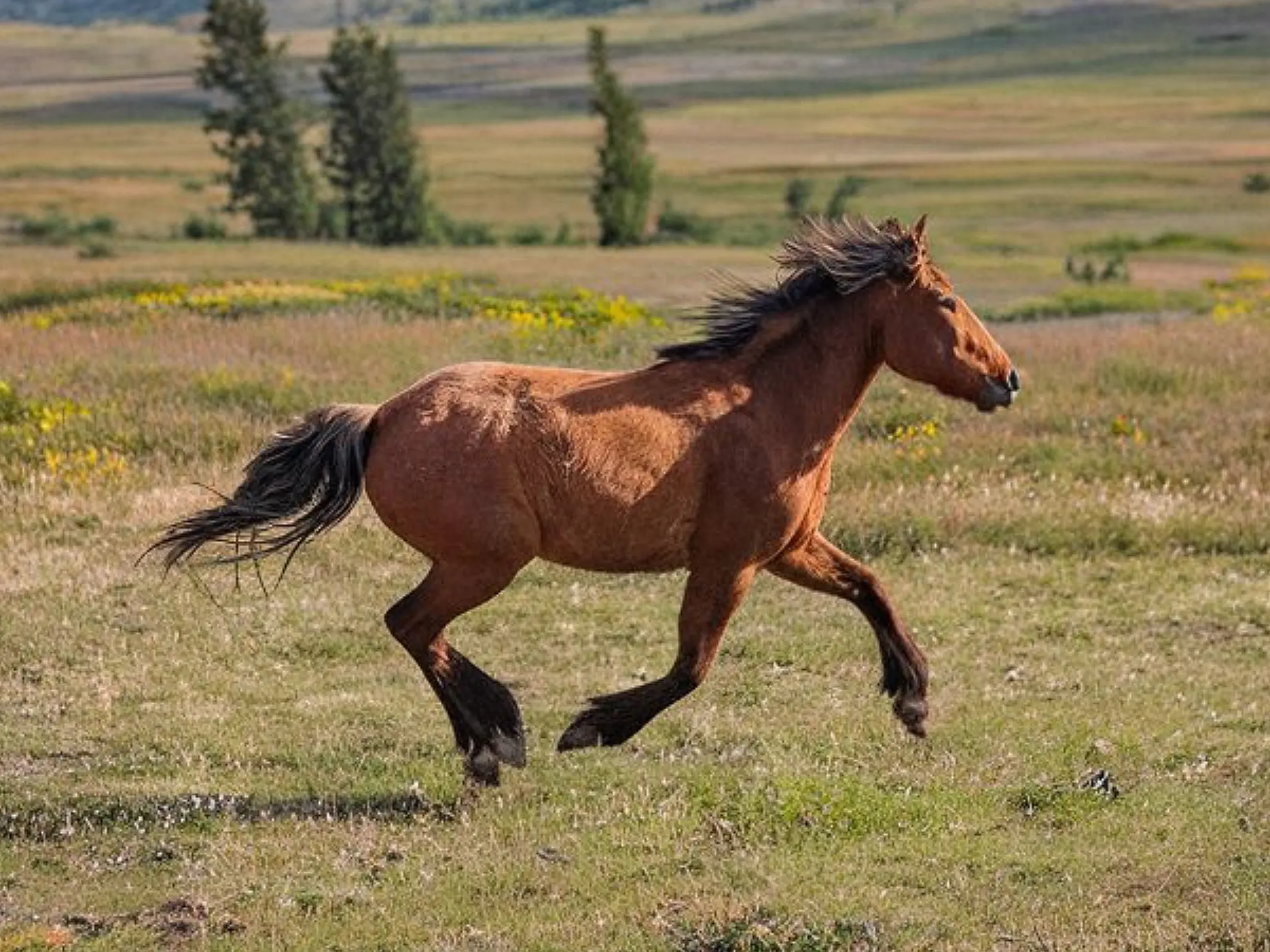 Horse with gulastra plume