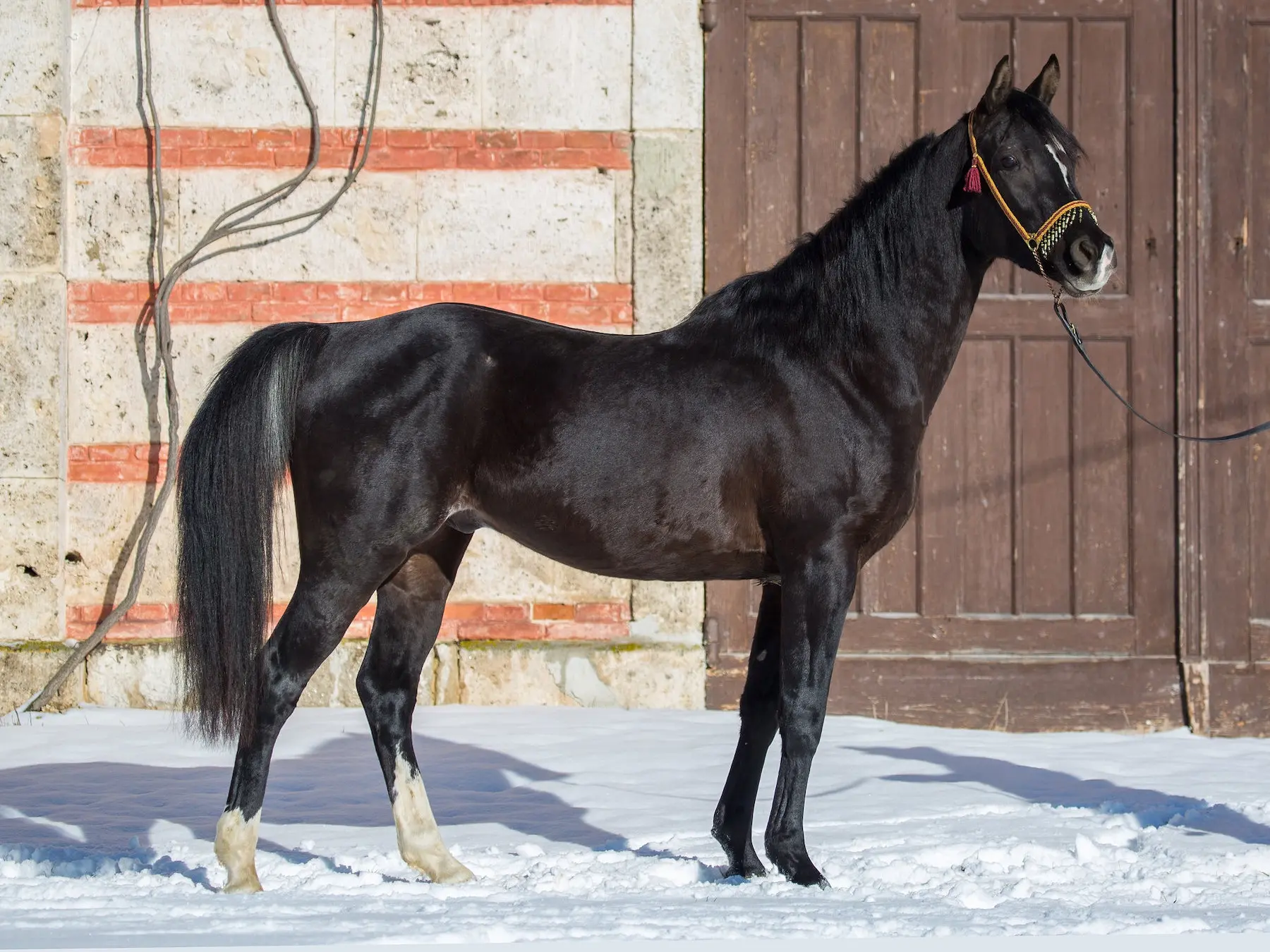 Horse with gulastra plume