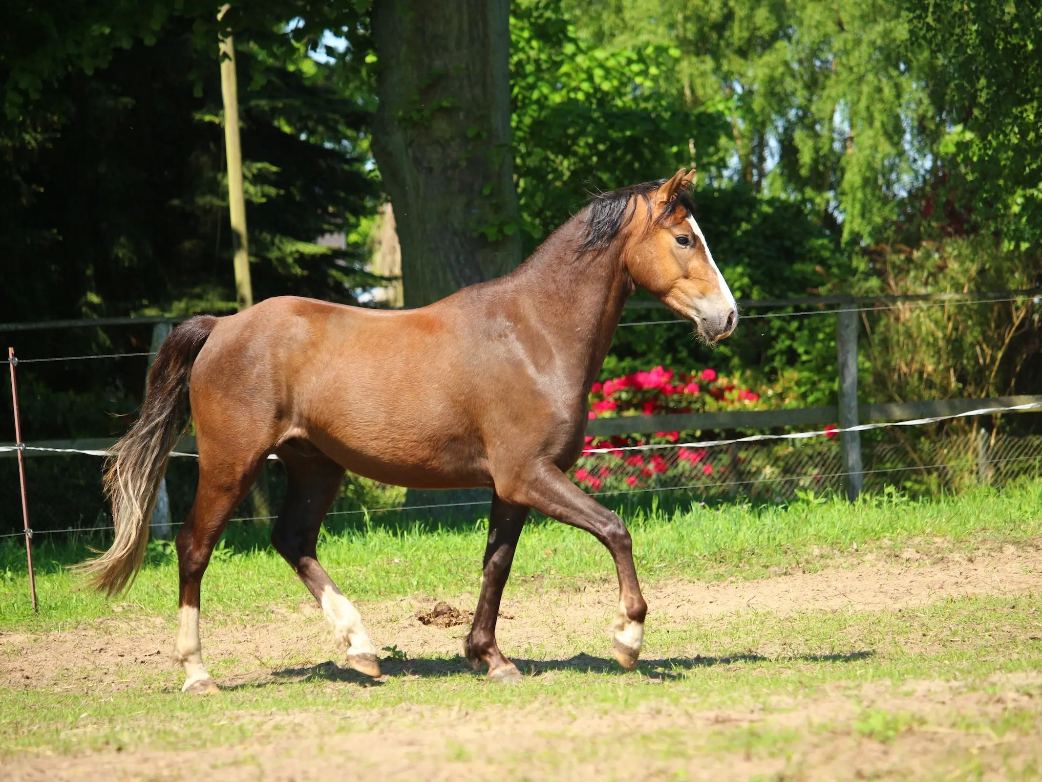 Horse with lacing markings