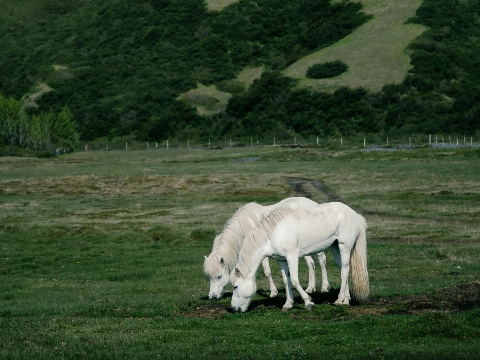 Guoxia Pony