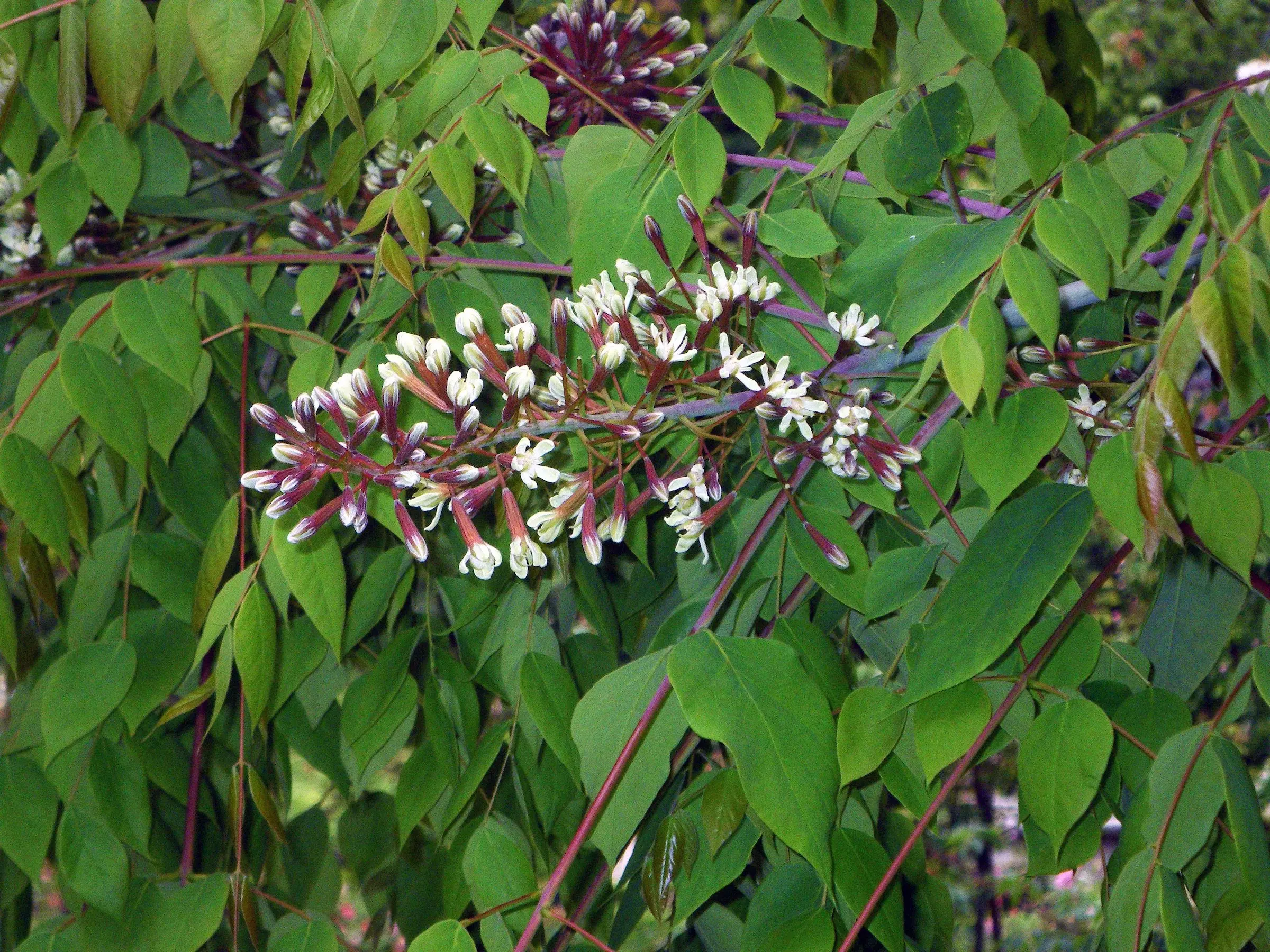 Kentucky Coffee Tree