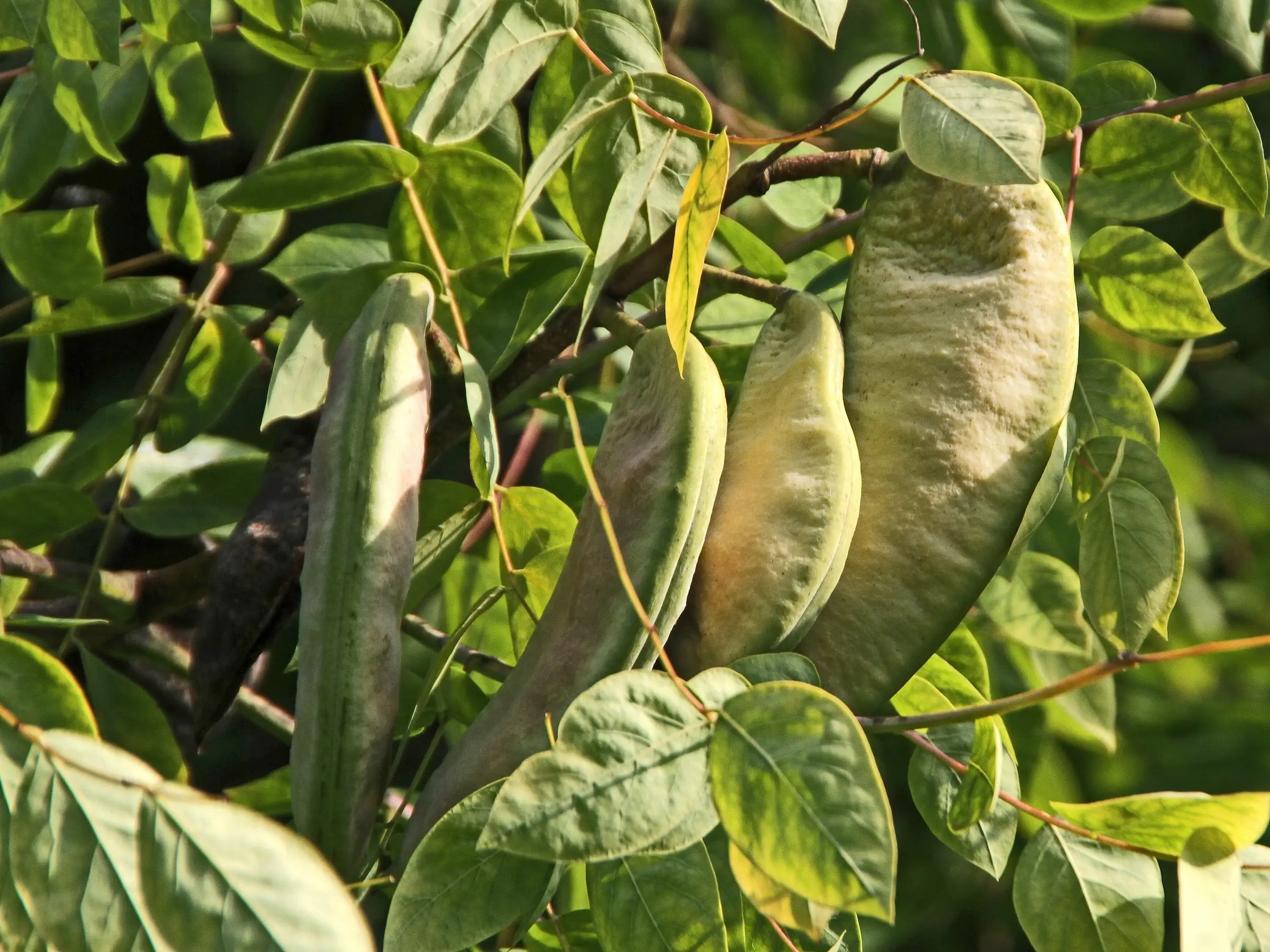 Kentucky Coffee Tree