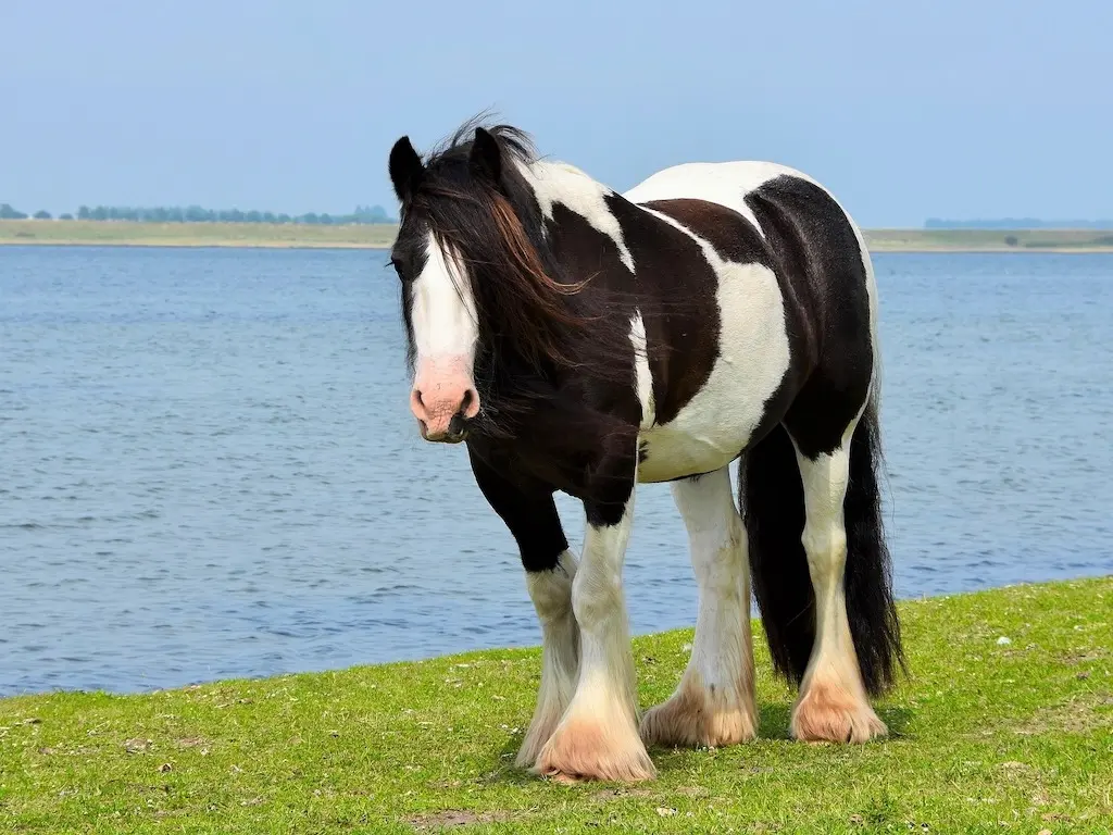 Cob horse