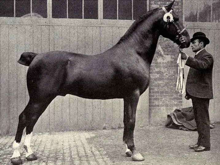 Hackney Horse