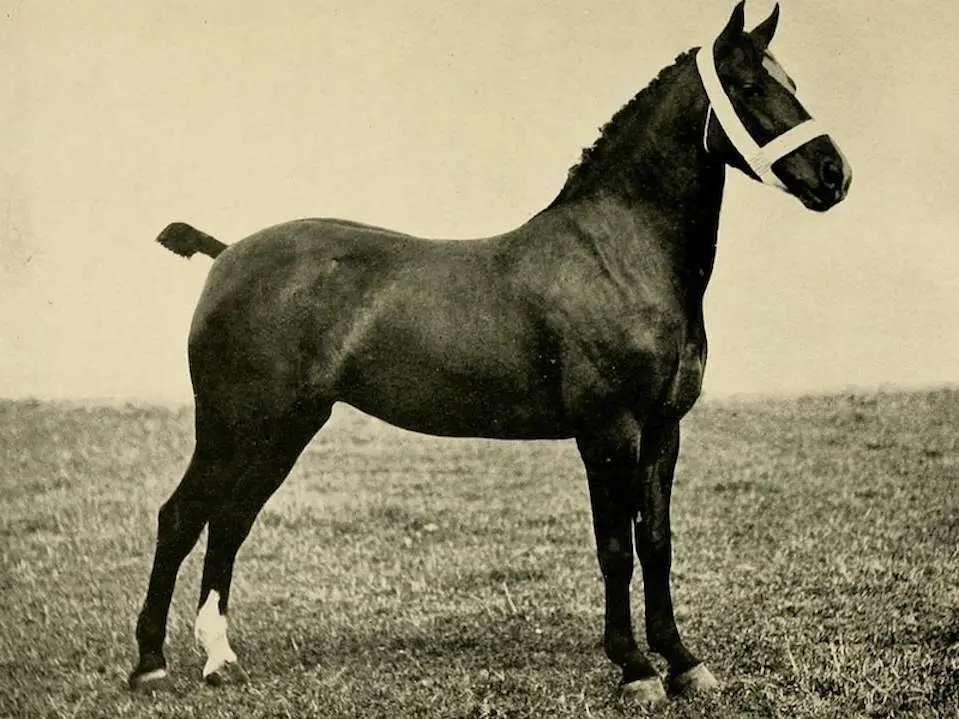 Hackney Horse