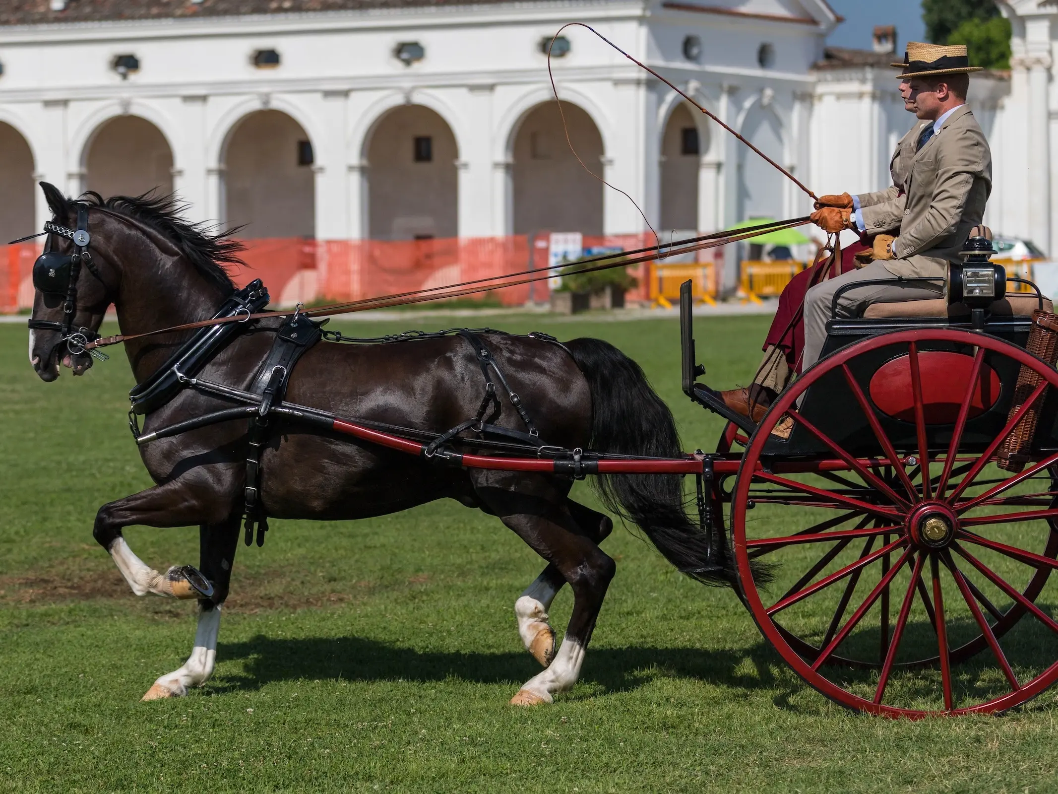 Hackney Horse