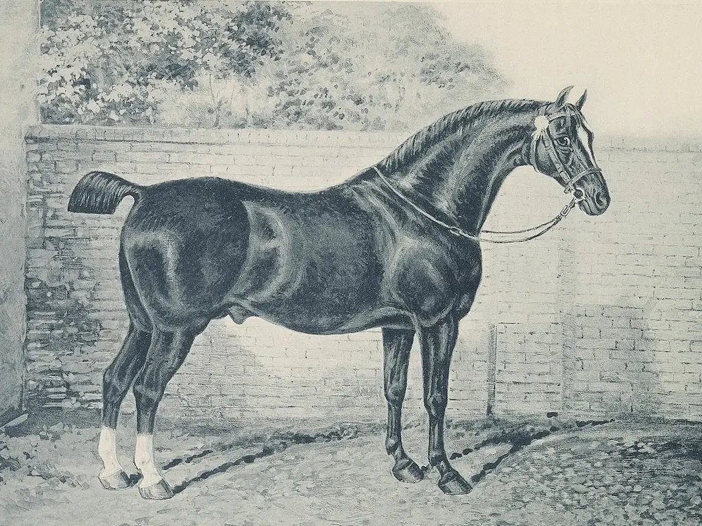 Hackney Horse