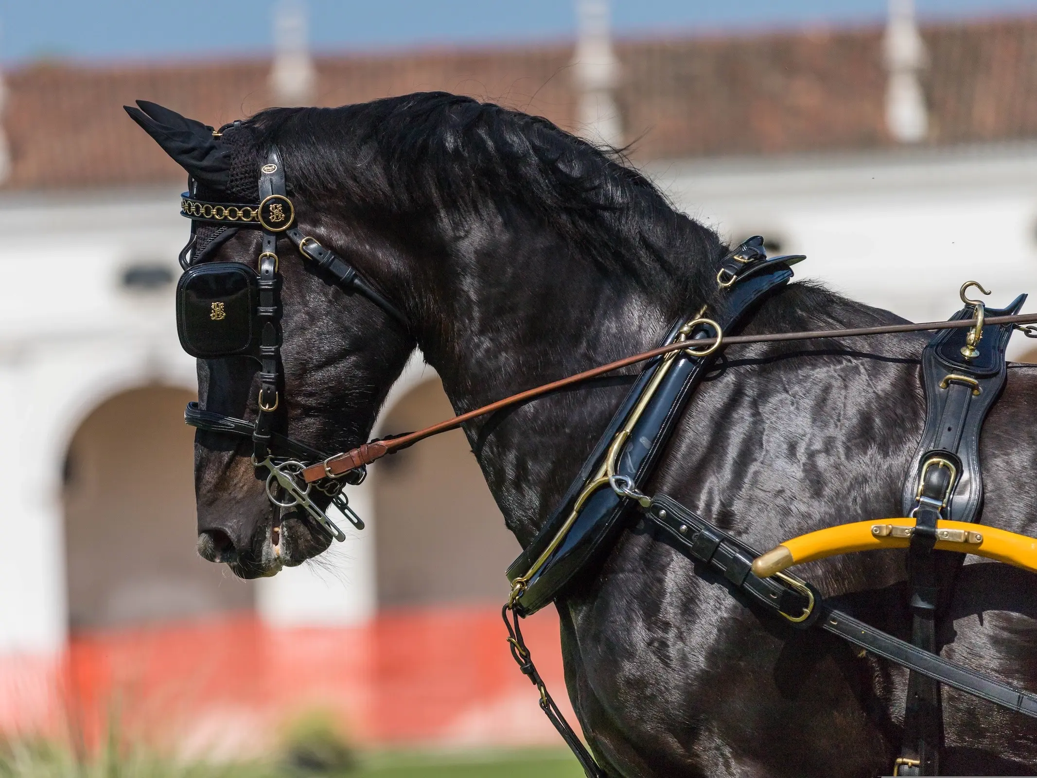 Hackney Pony