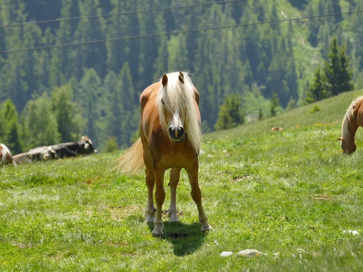 Haflinger Horse