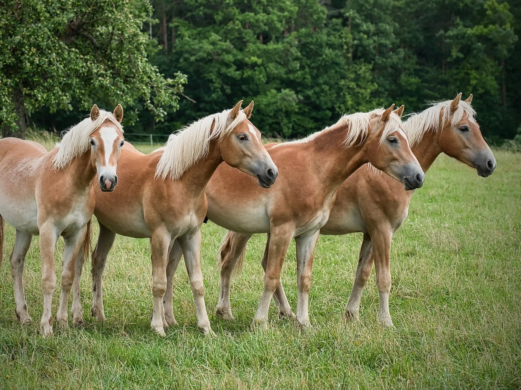 Haflinger Horse