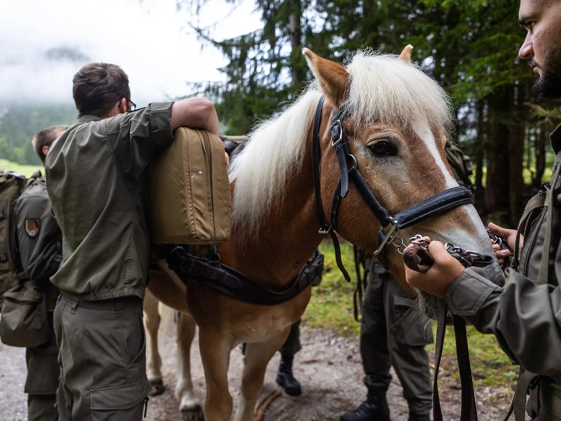 Haflinger Horse