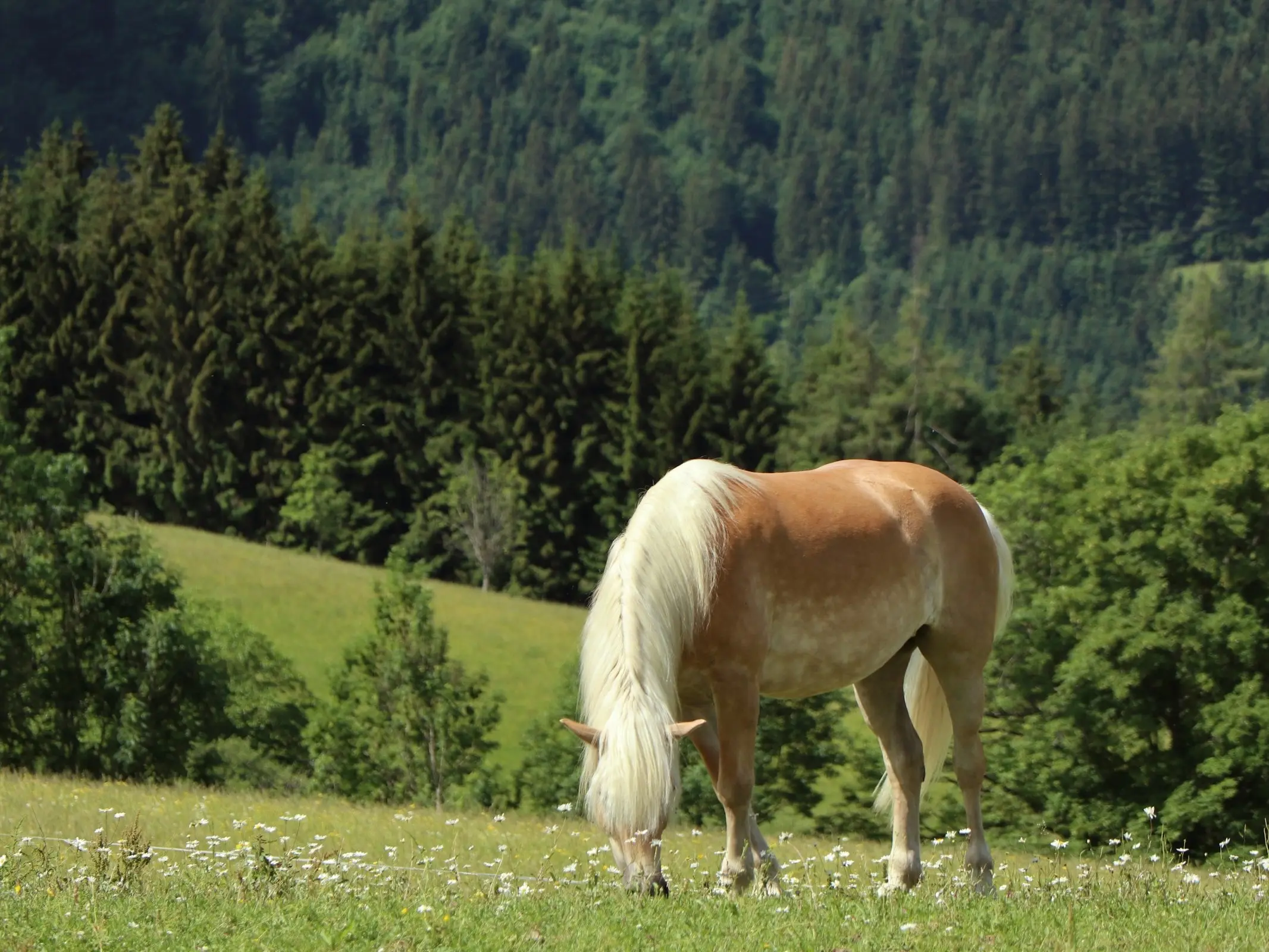 Haflinger Horse