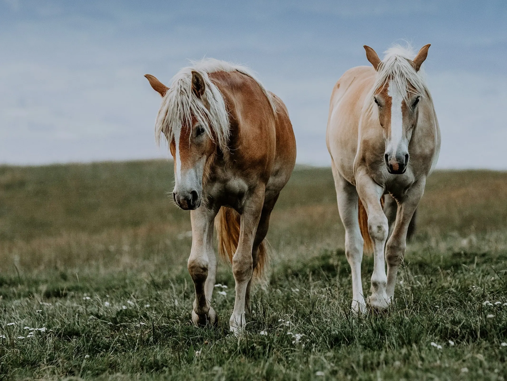 Haflinger Horse