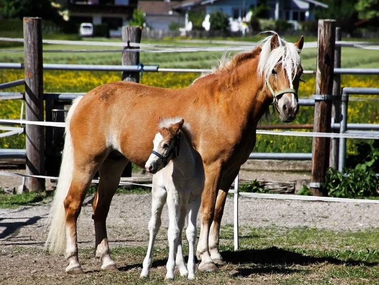 Haflinger horse