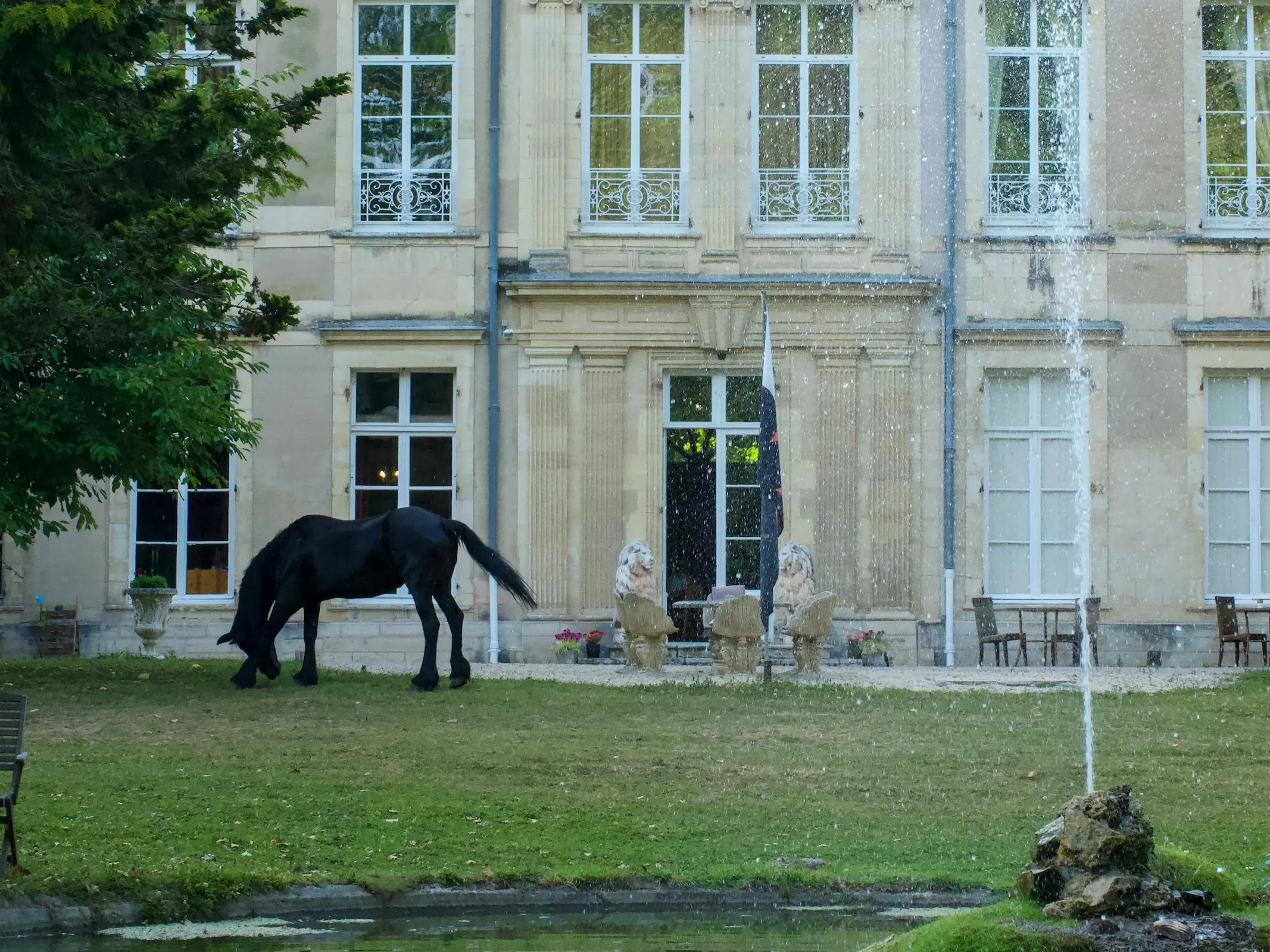 Dombes Half Blood