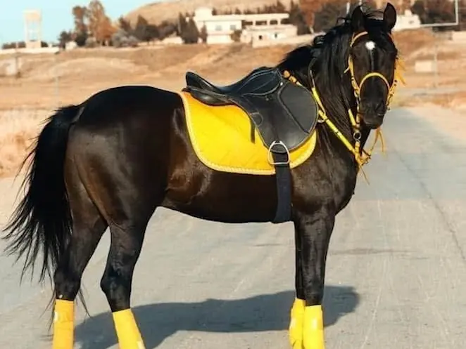 Hamdani Arabian Horse