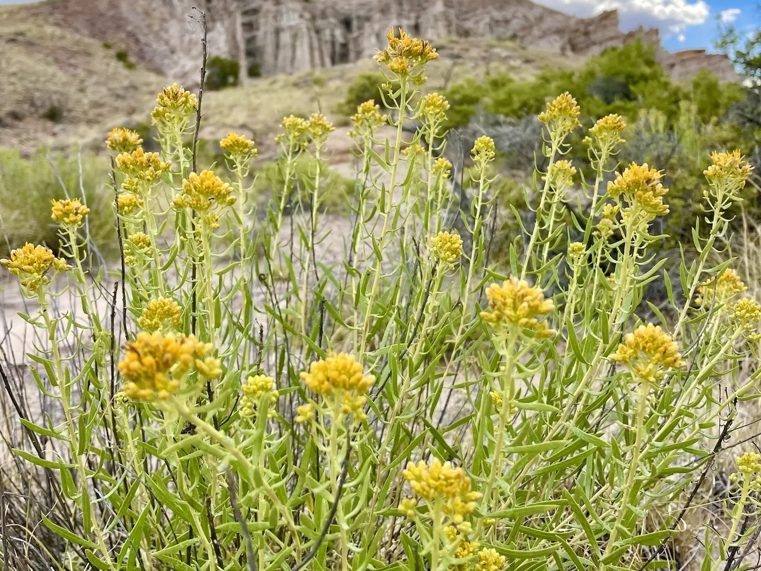 Rayless Goldenrod