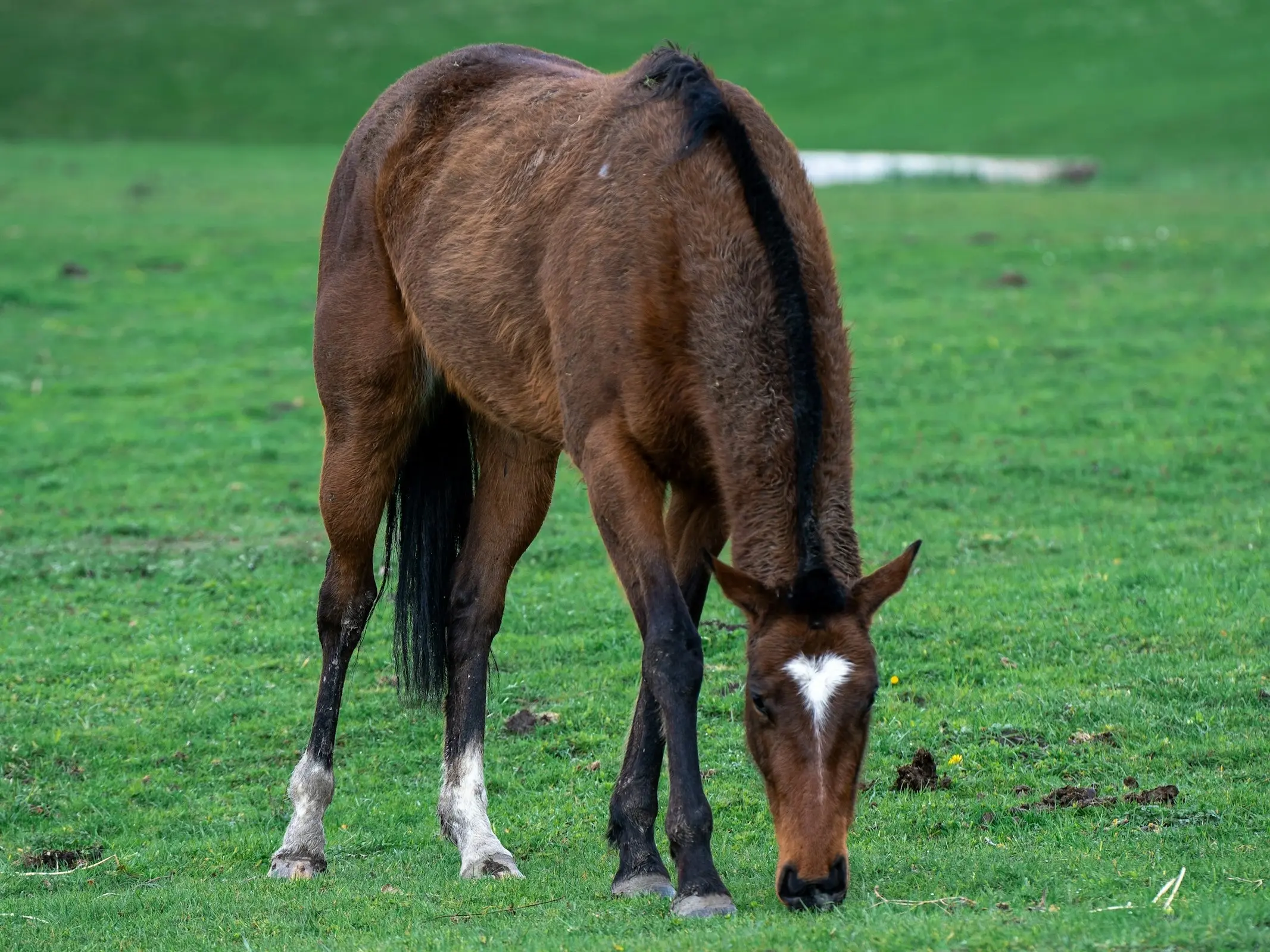 Horse with heart shaped star marking