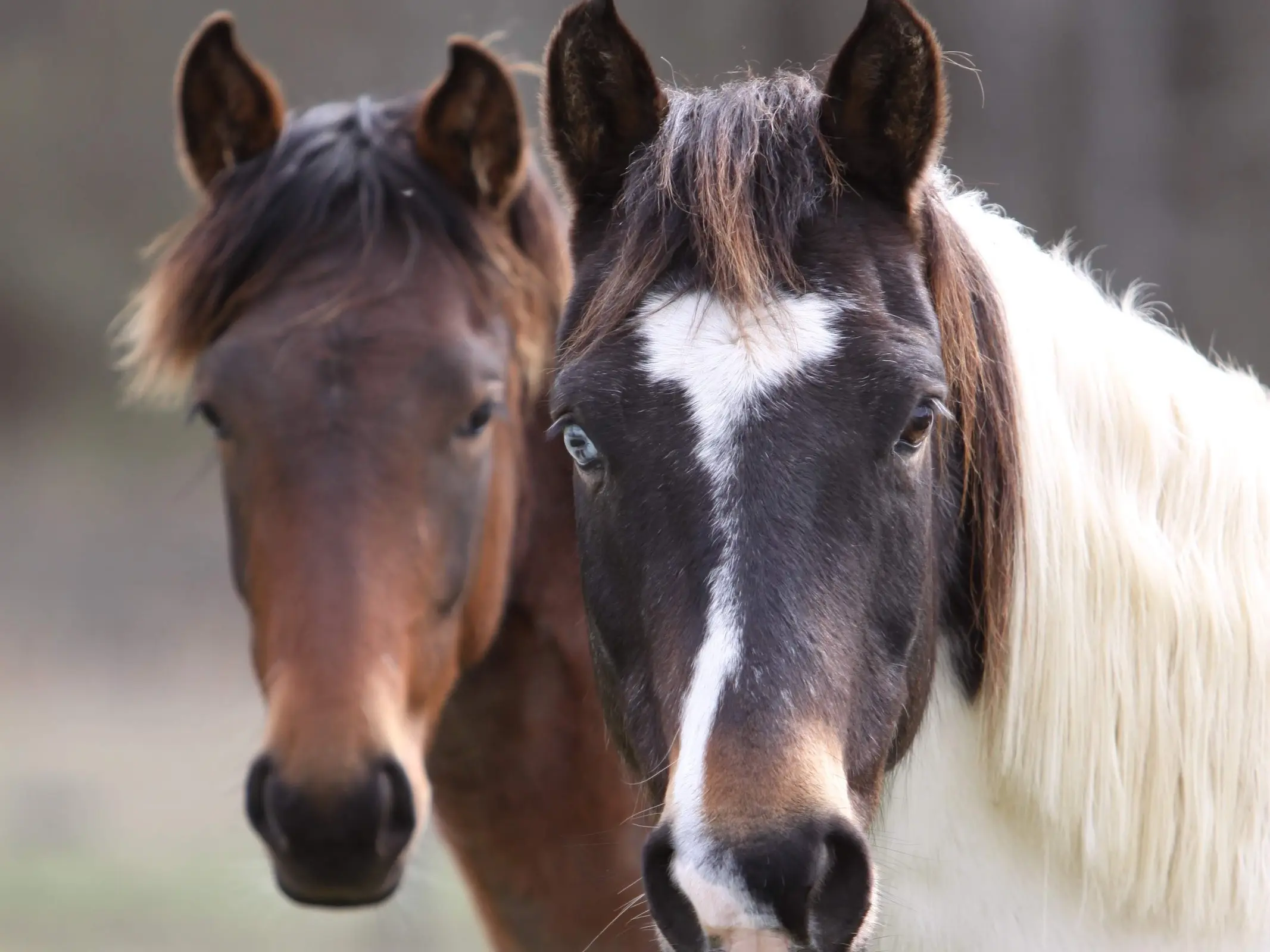 Horse with heart shaped star marking