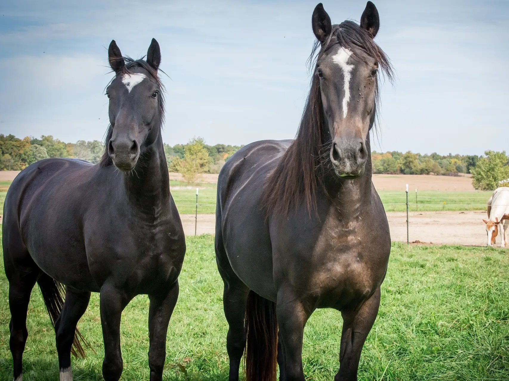 Horse with heart shaped star marking