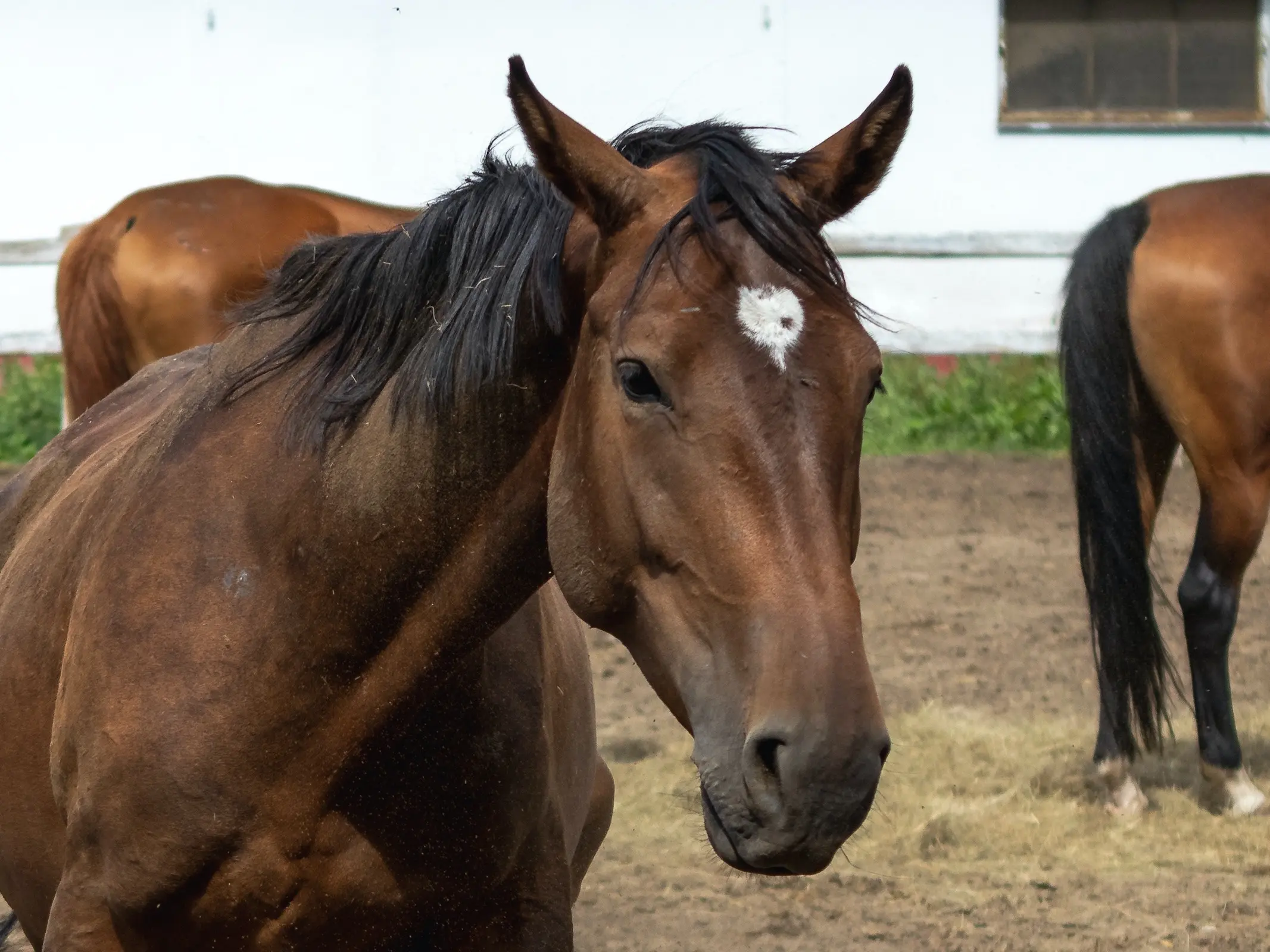 Horse with heart shaped star marking