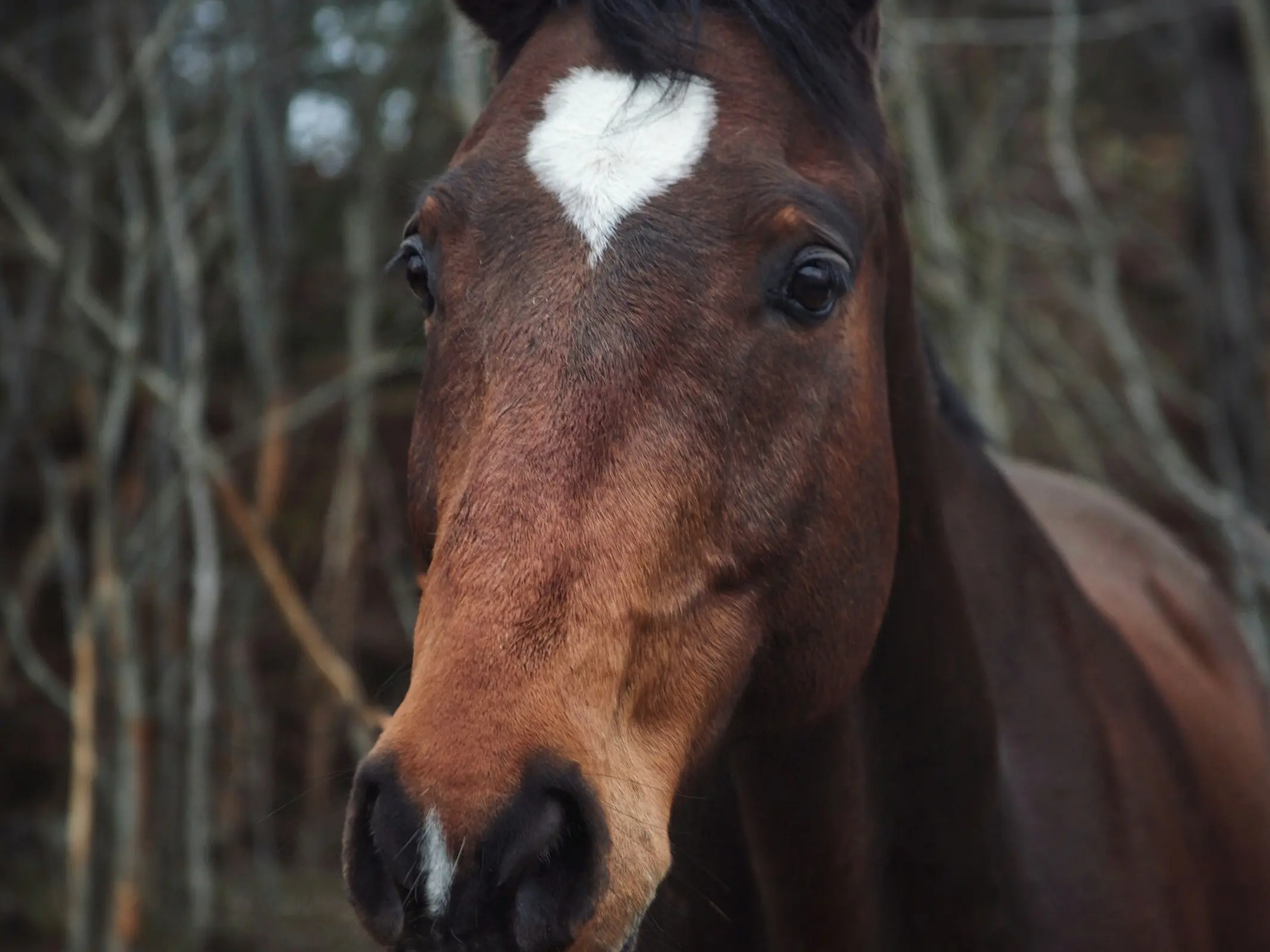 Horse with heart shaped star marking