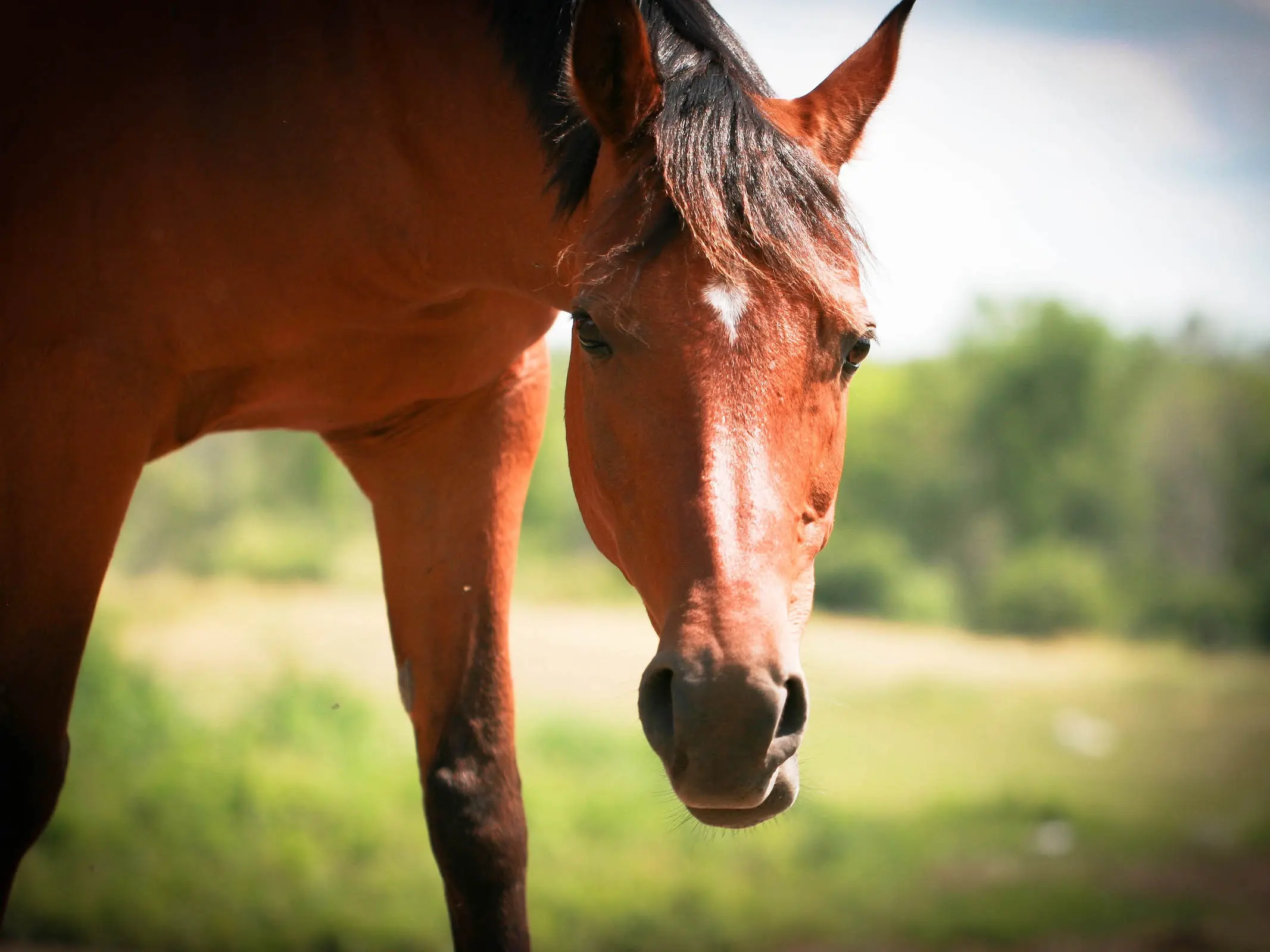 Horse with heart shaped star marking