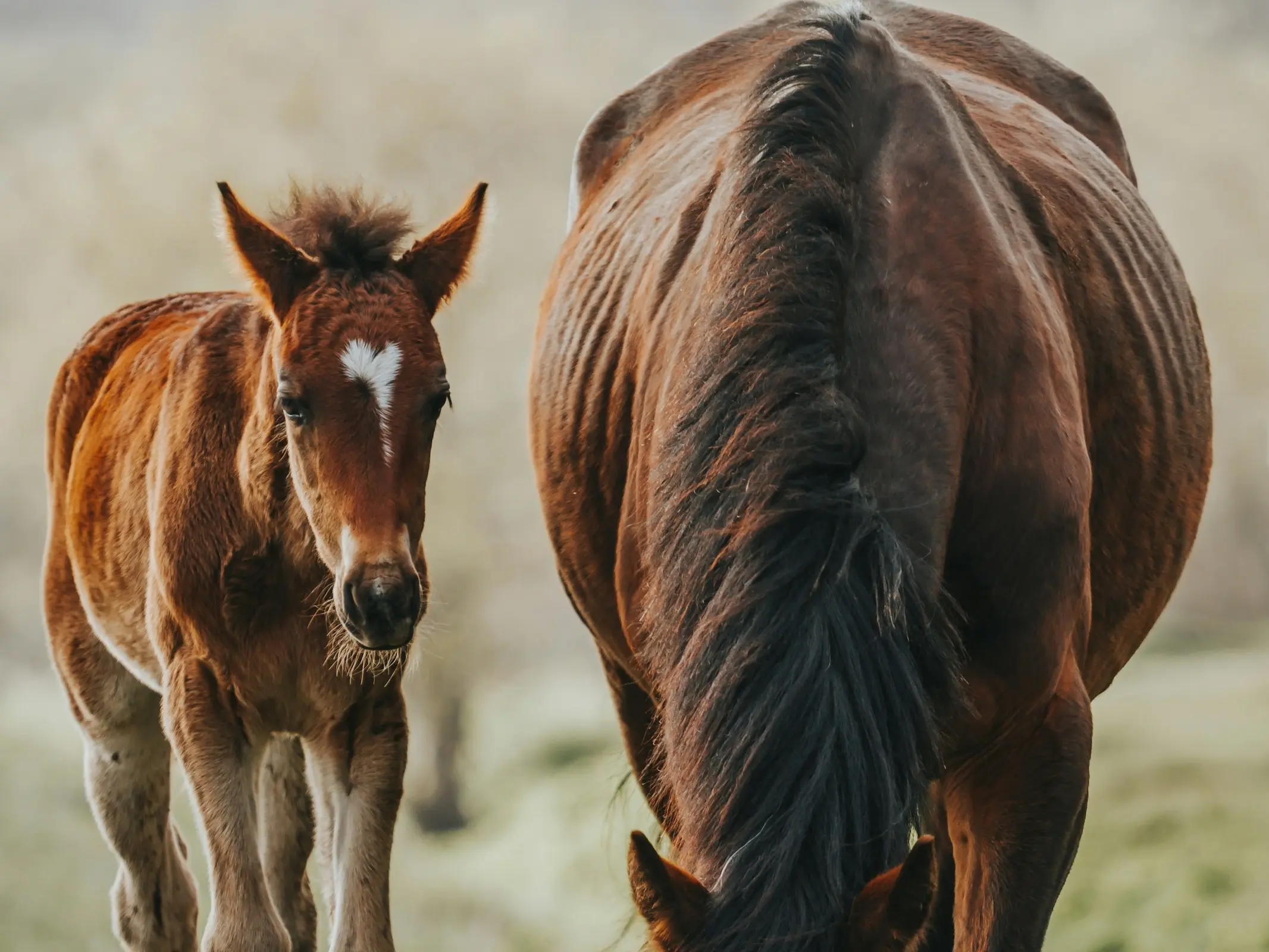 Horse with heart shaped star marking