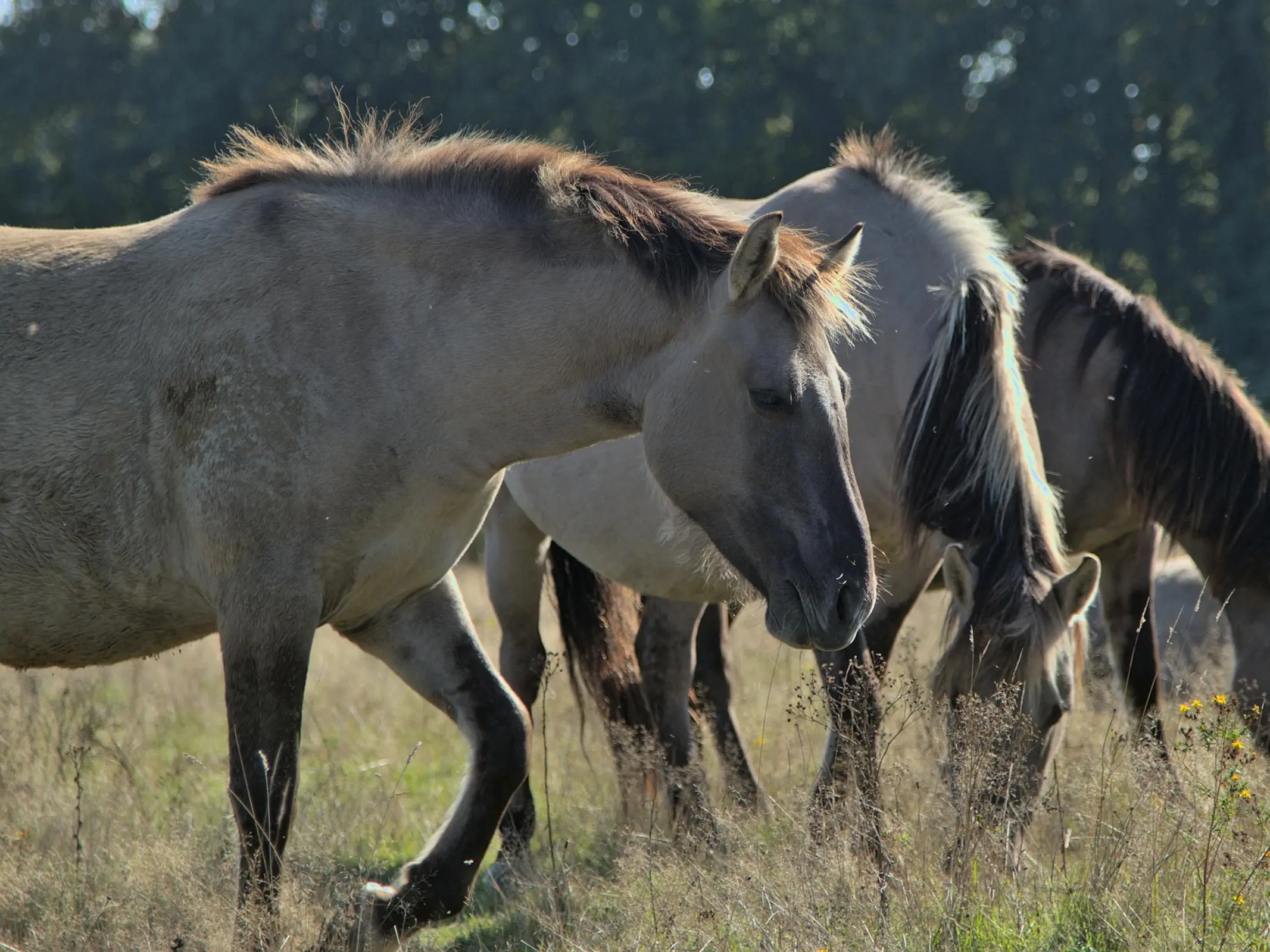 Heck Horse 