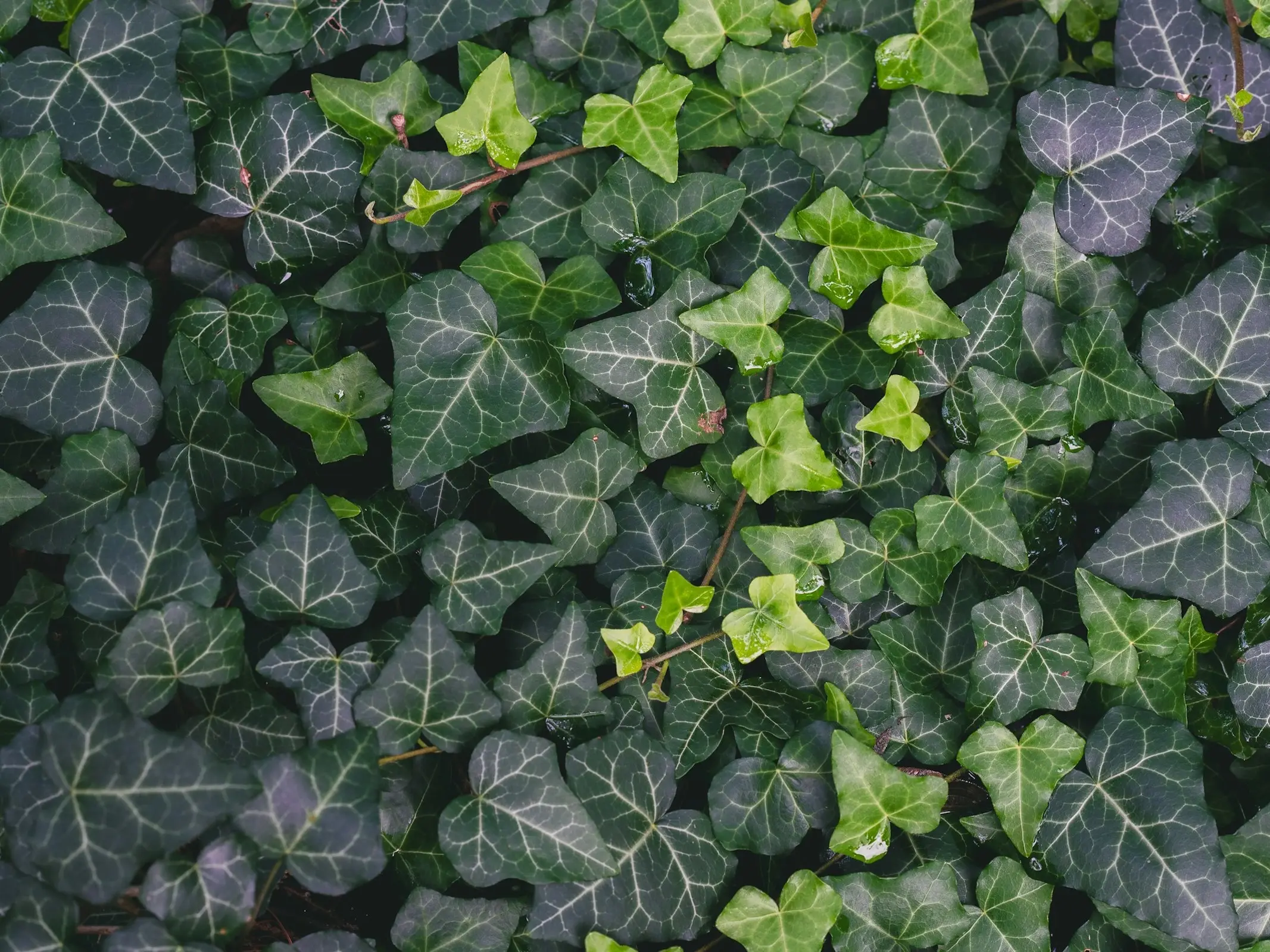 Glacier Ivy