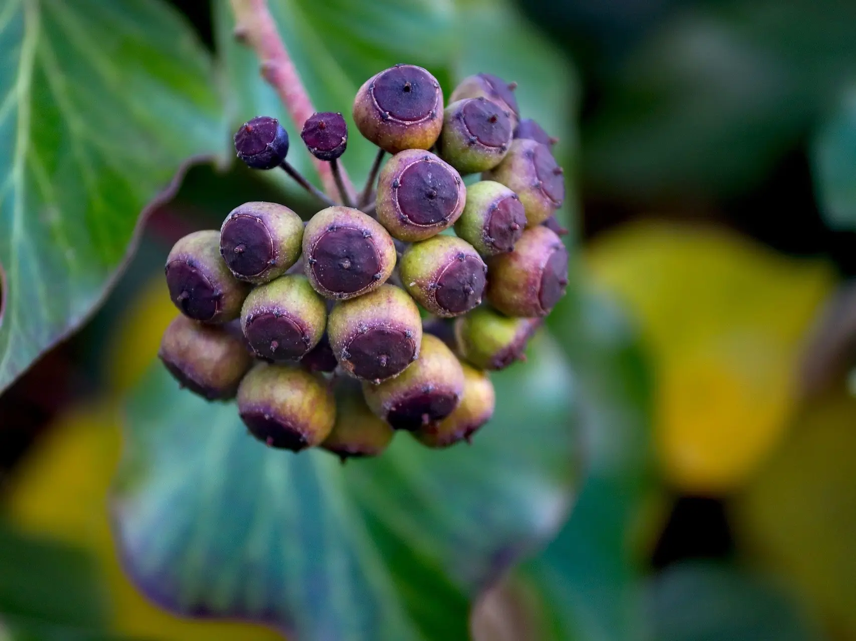 Branching Ivy