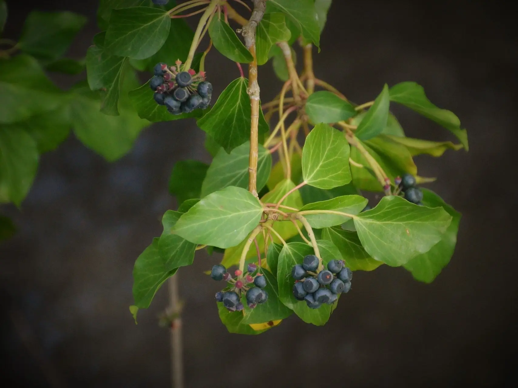 Branching Ivy