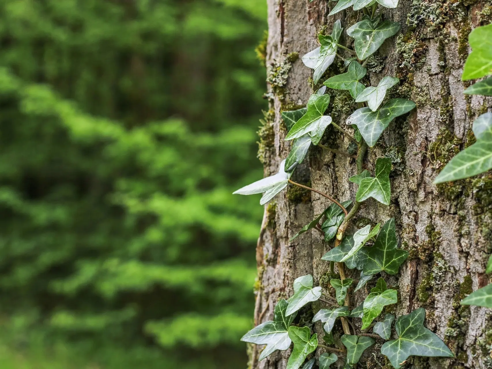 Branching Ivy