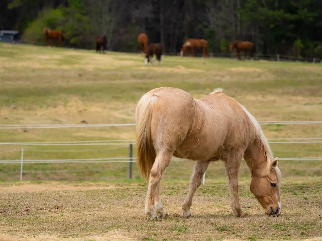 A horse grazing in North Carolina