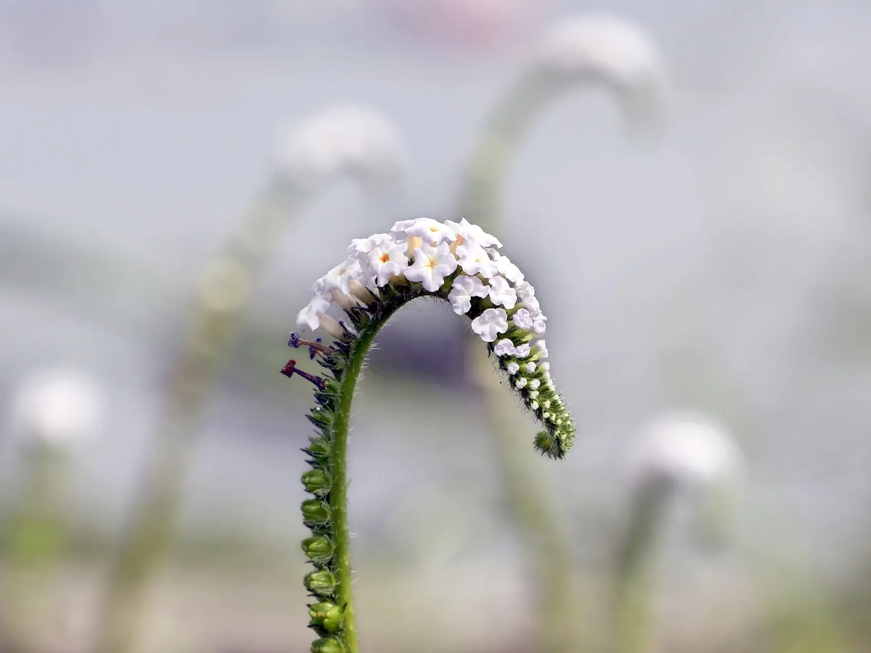 Scorpion Weed