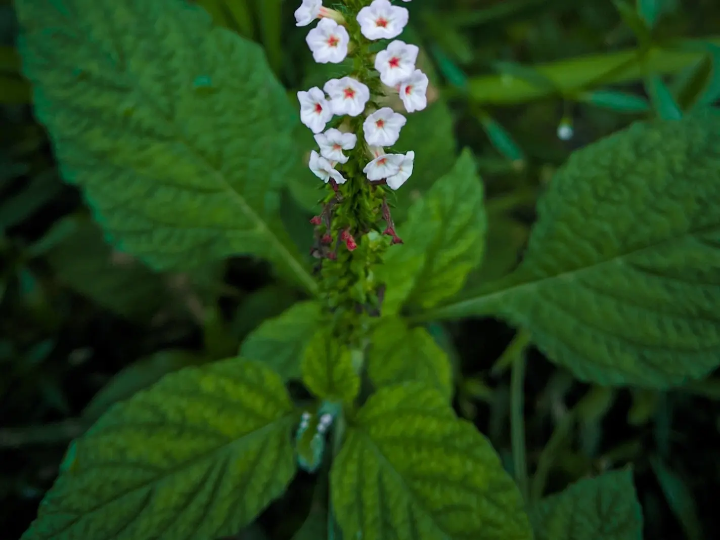 Heliotrope